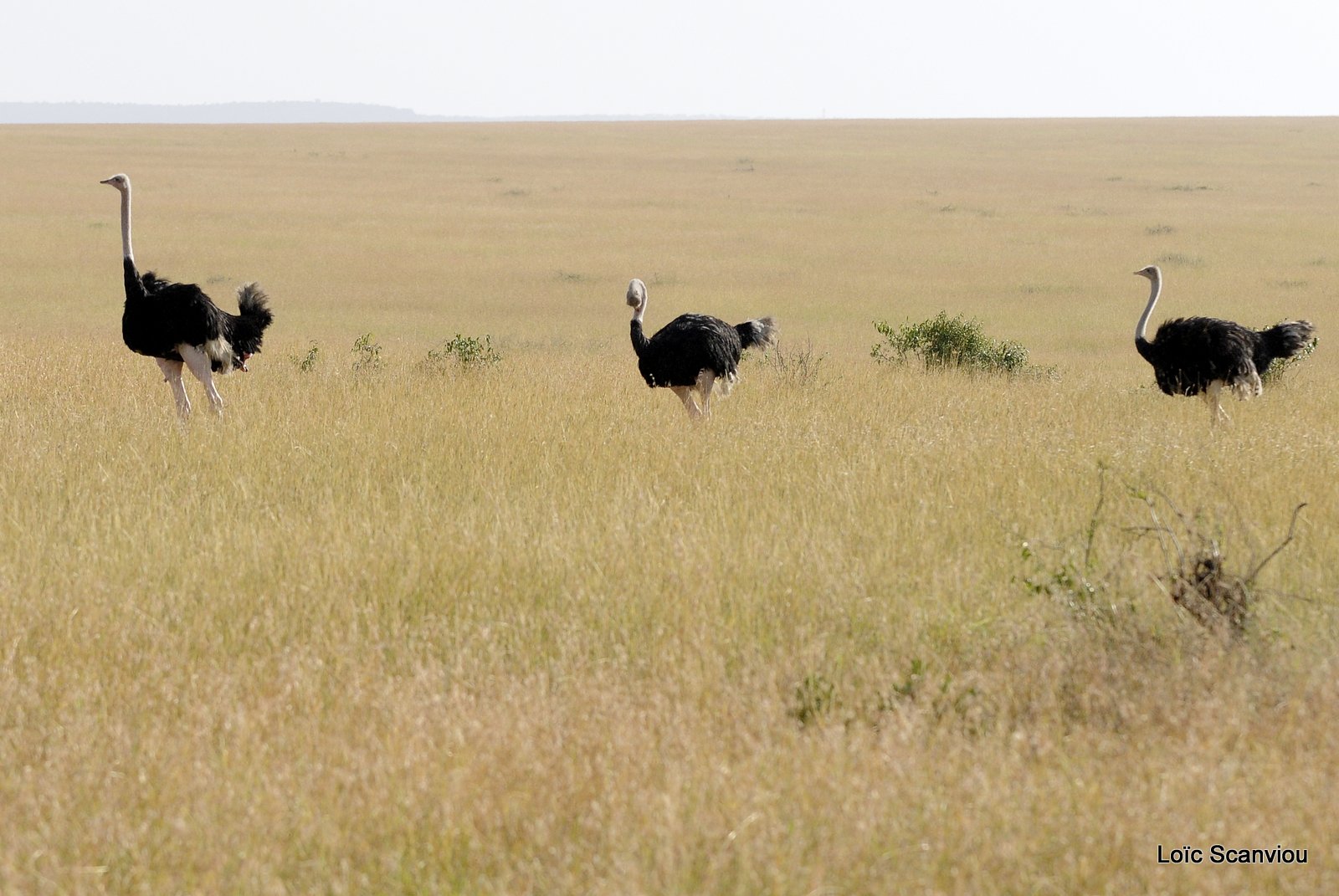 Autruche/Ostrich (2)
