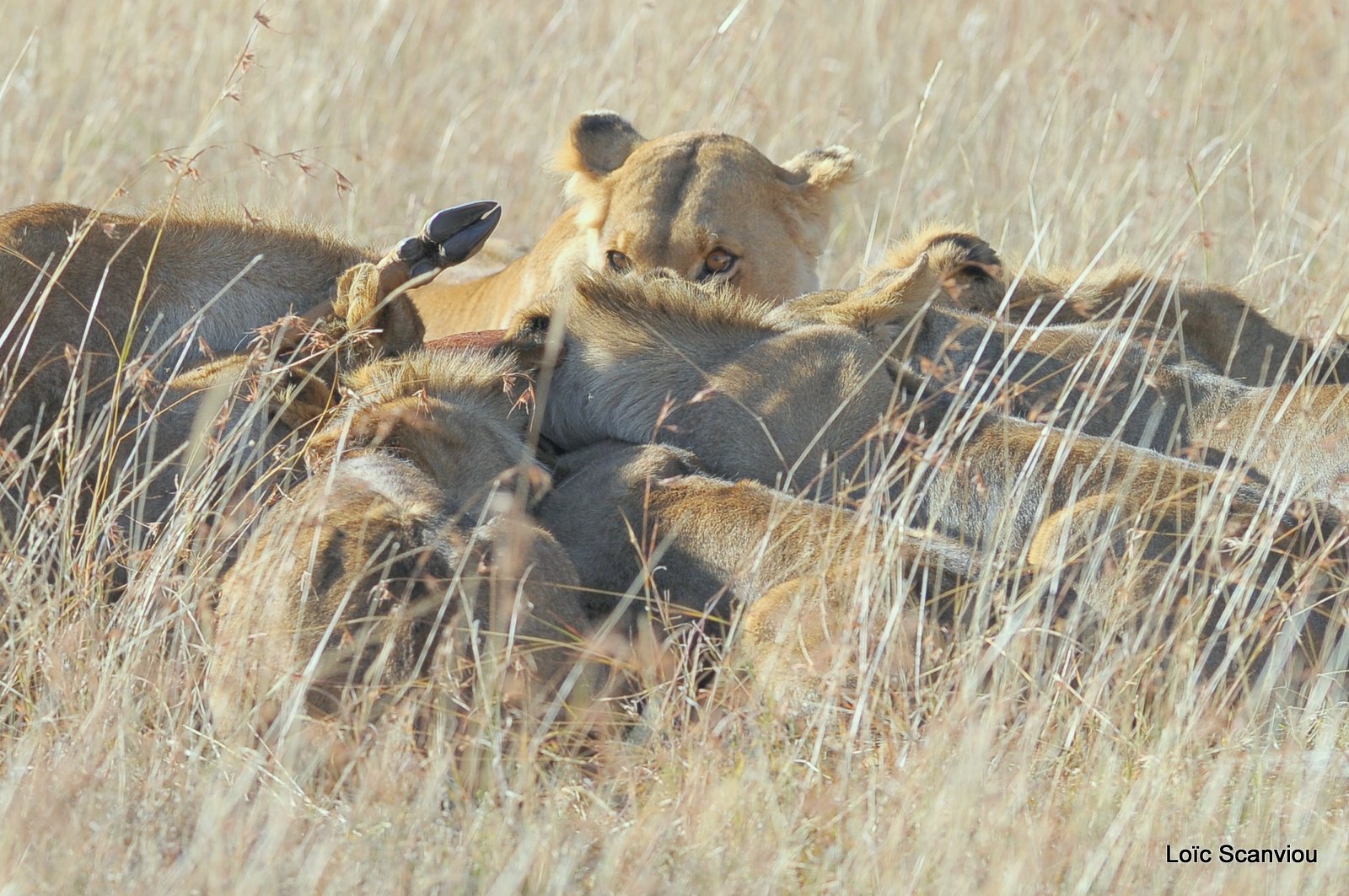 Repas de lion/Lion eating (3)