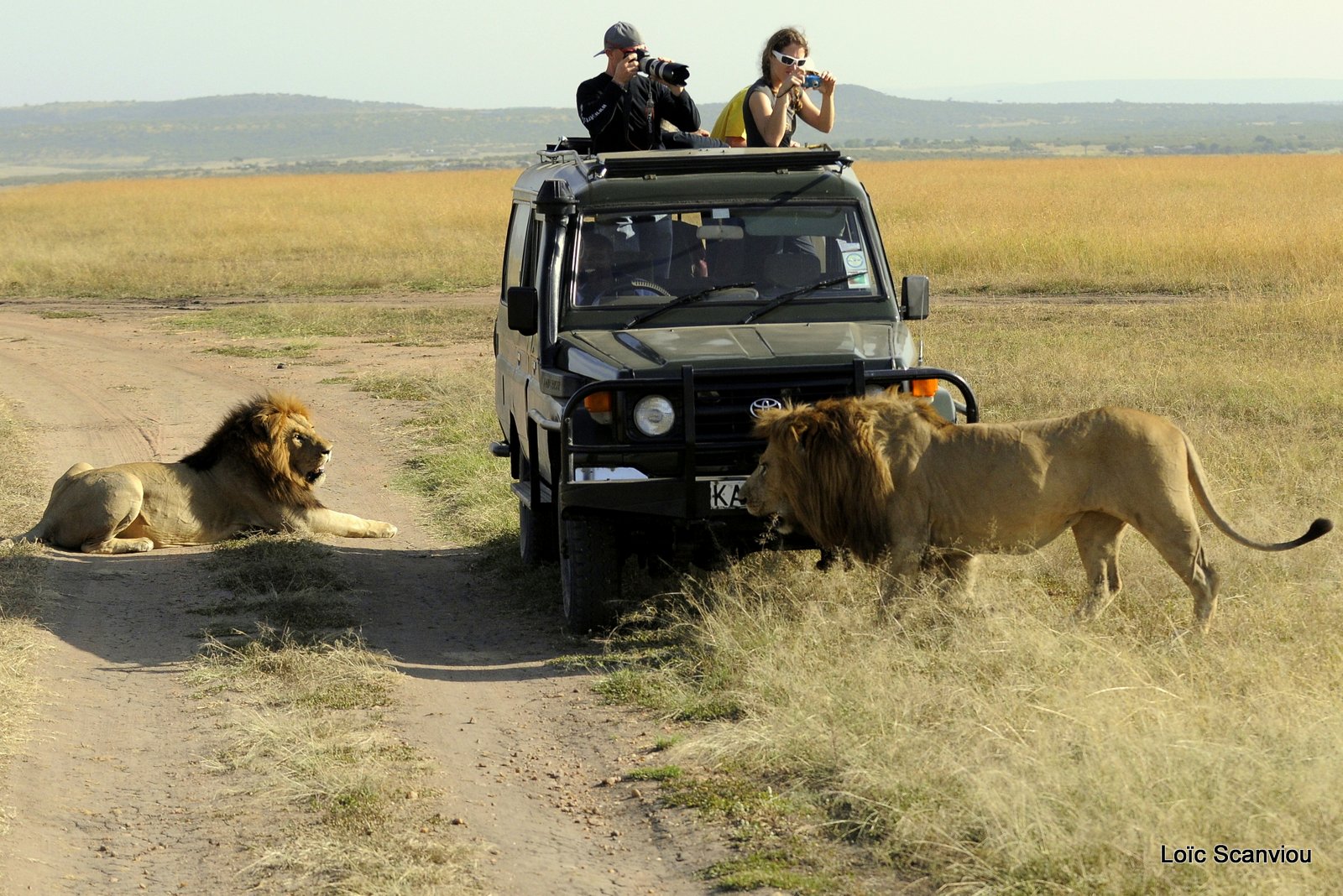 Lion (72)