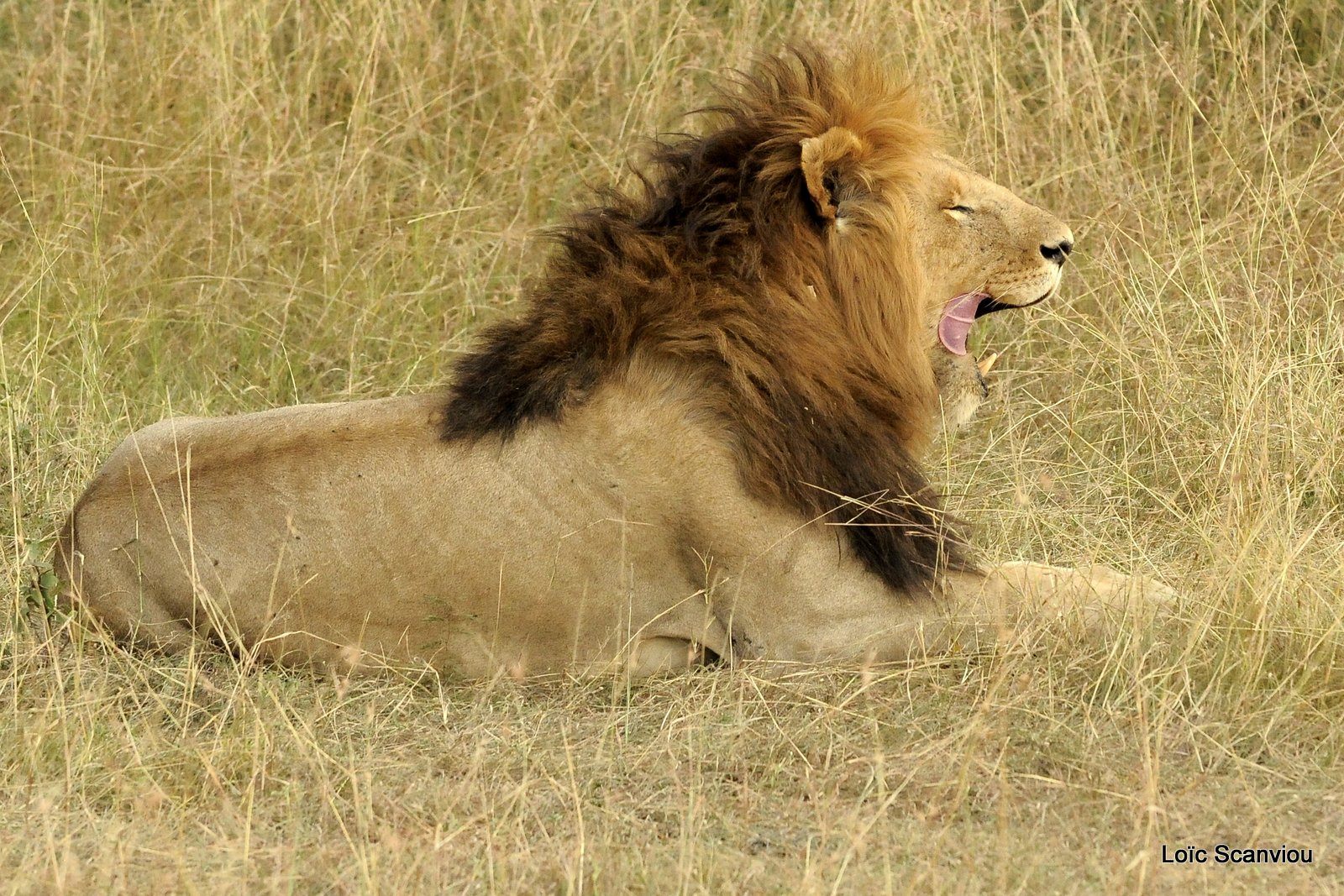 Lion (75)