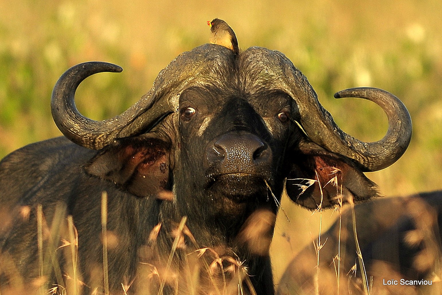 Buffle du Cap/Cape Buffalo (4)