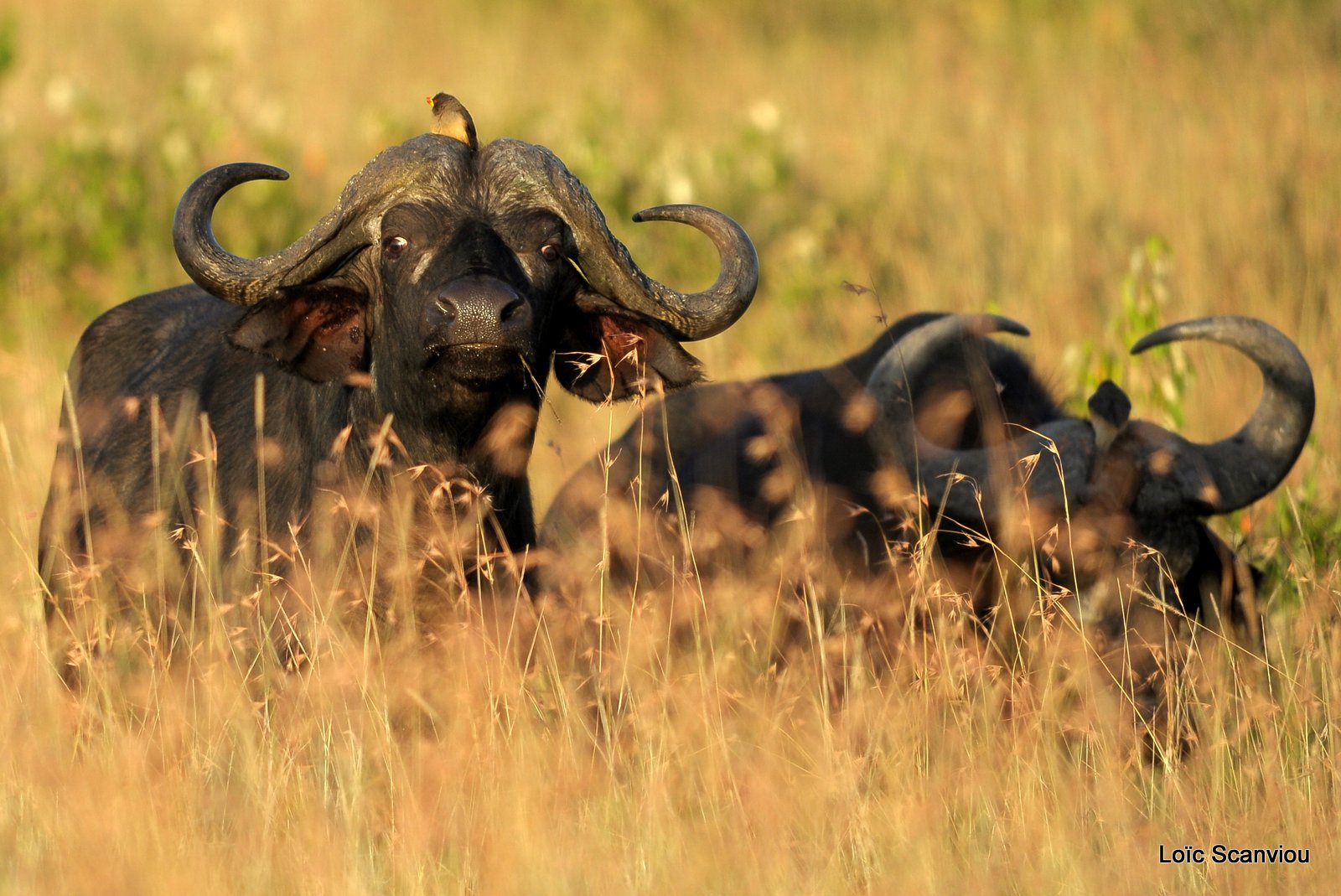 Buffle du Cap/Cape Buffalo (5)