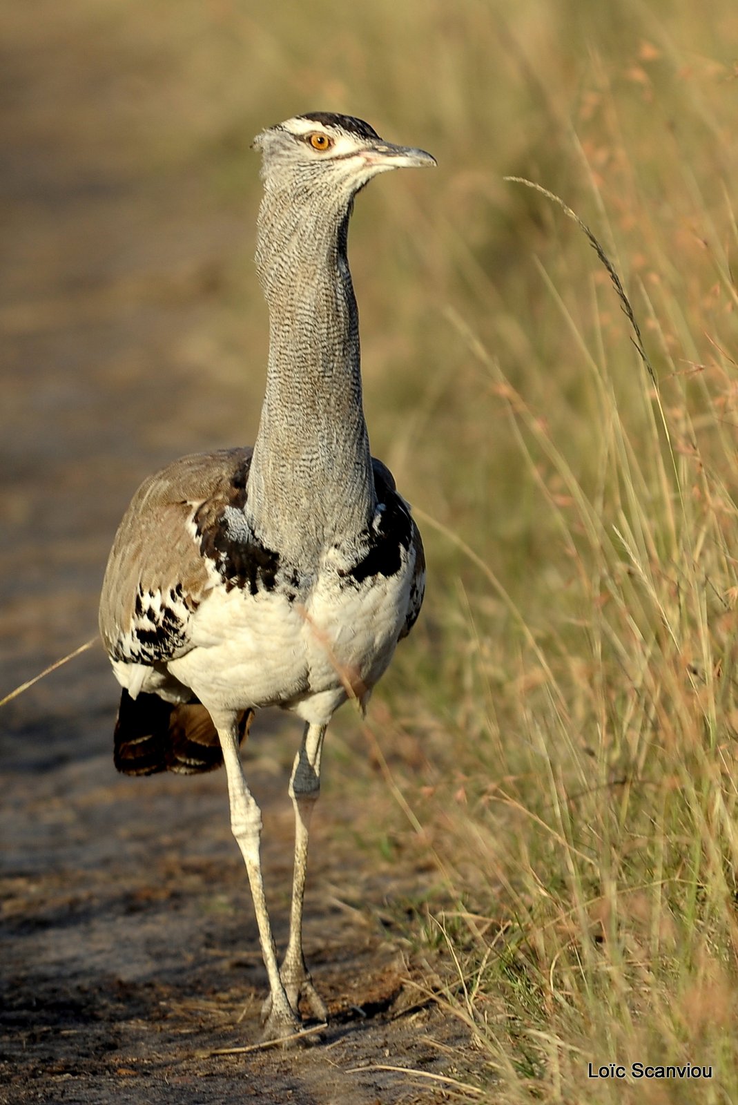 Outarde kori/Kori Bustard (1)