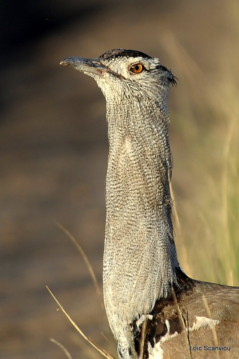 Outarde kori/Kori Bustard (2)