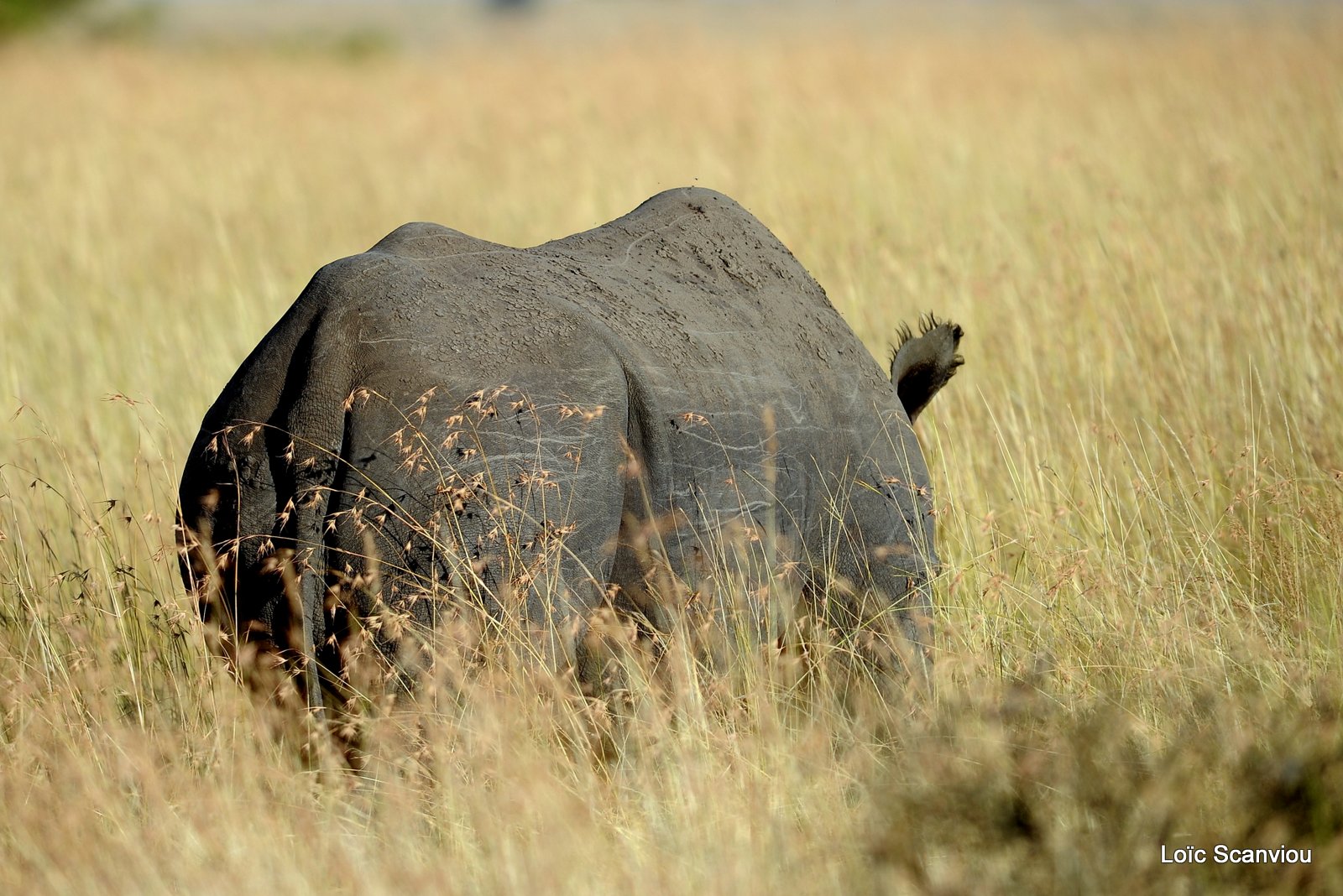 Rhinocéros noir/Black Rhino (1)