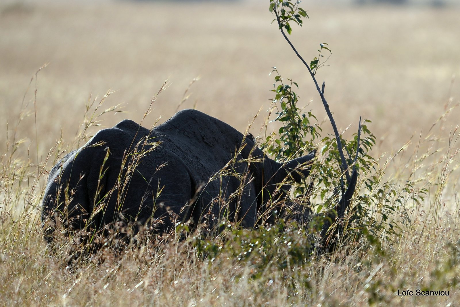 Rhinocéros noir/Black Rhino (5)
