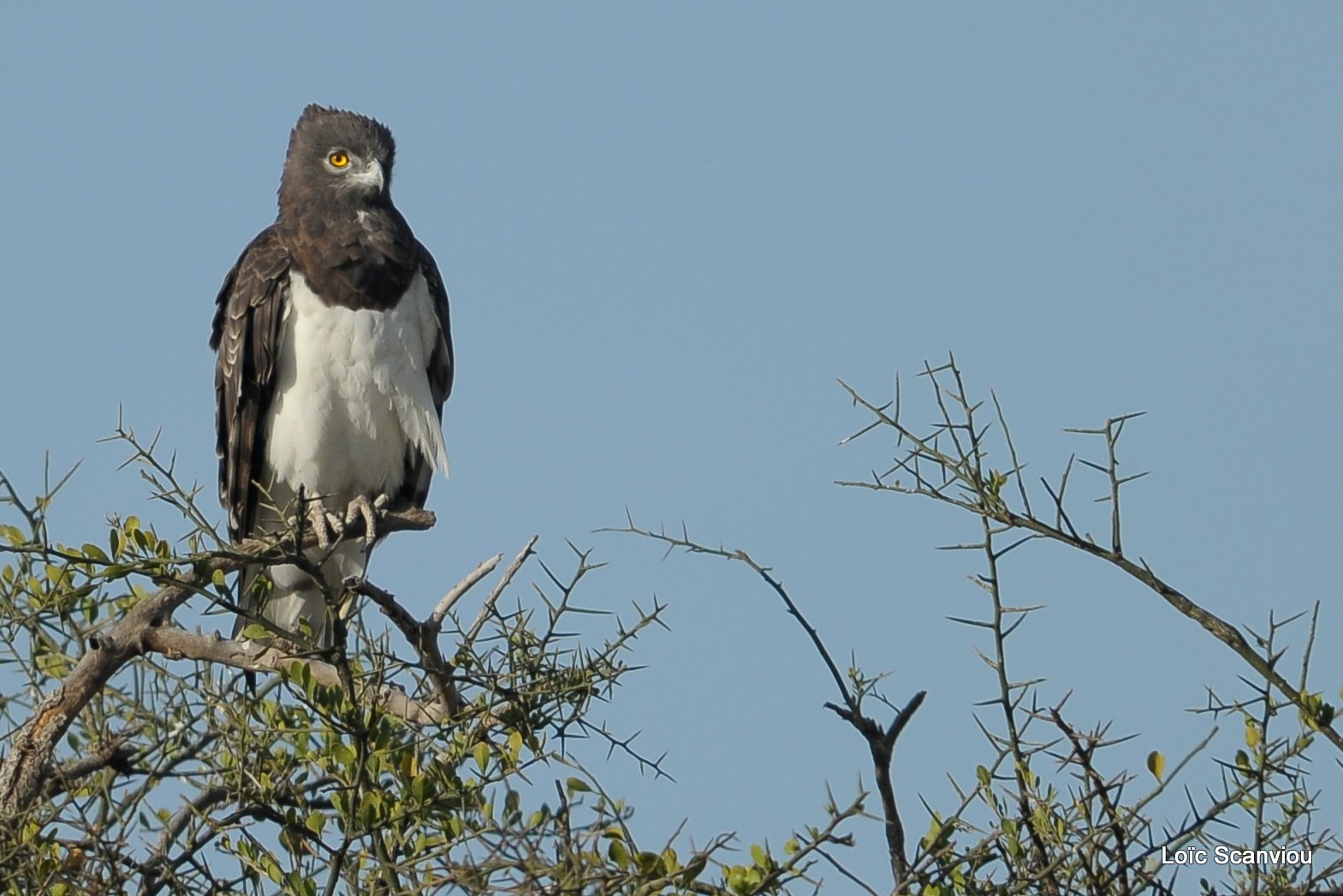 Circaète à poitrine noire/Black-chested Snake-Eagle (1)