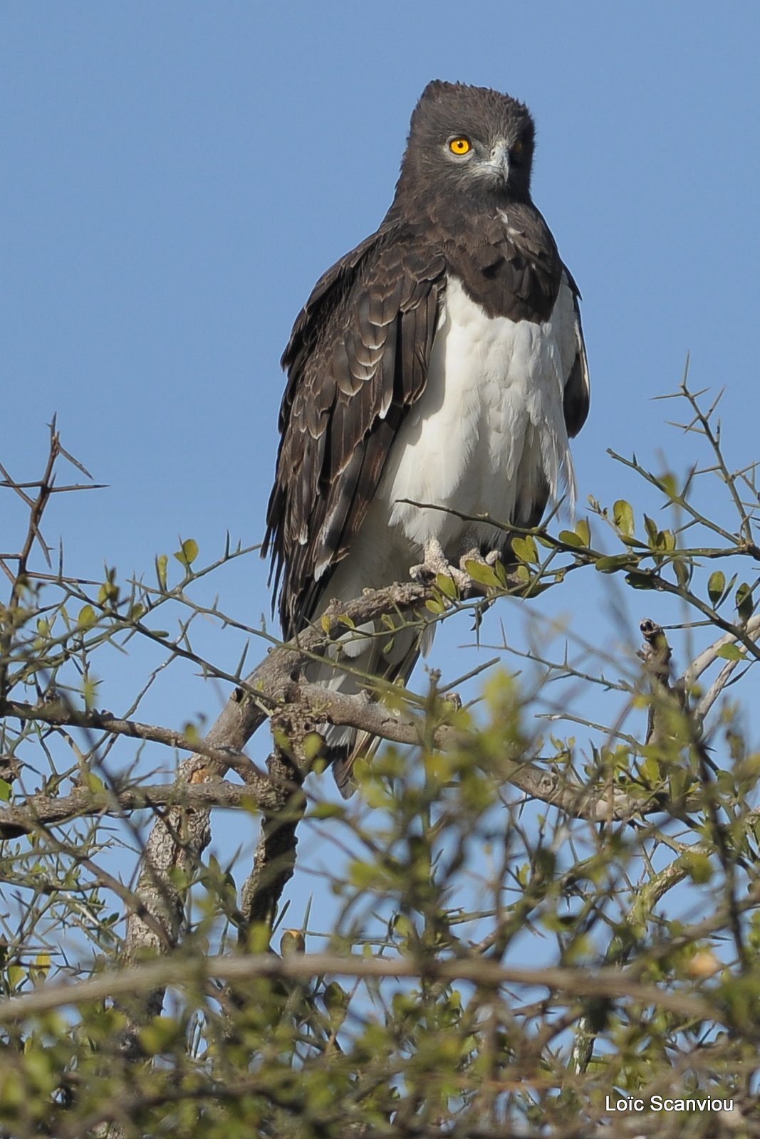 Circaète à poitrine noire/Black-chested Snake-Eagle (2)