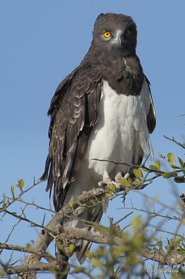 Circaète à poitrine noire/Black-chested Snake-Eagle (3)