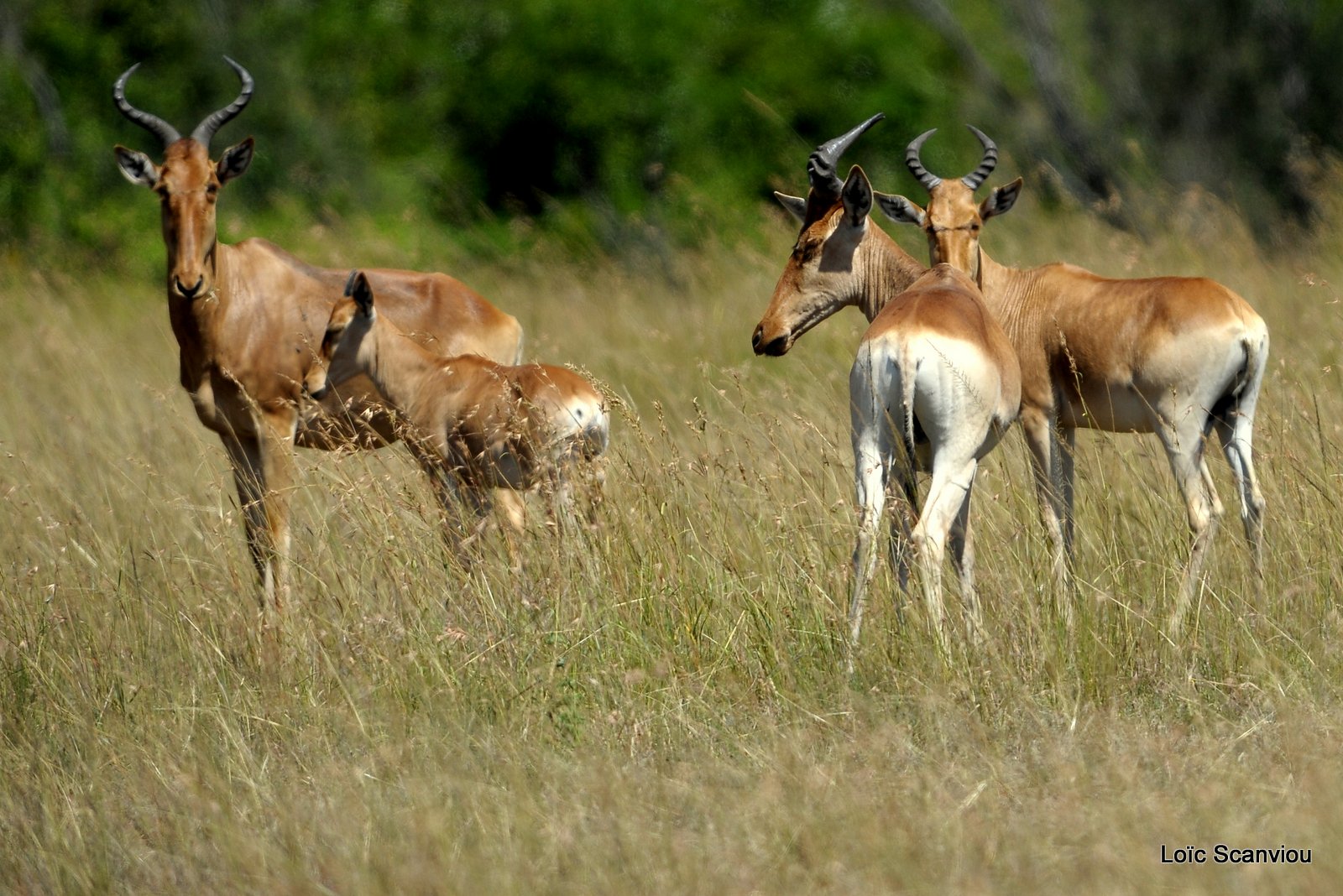 Bubale/Hartebeest (2)
