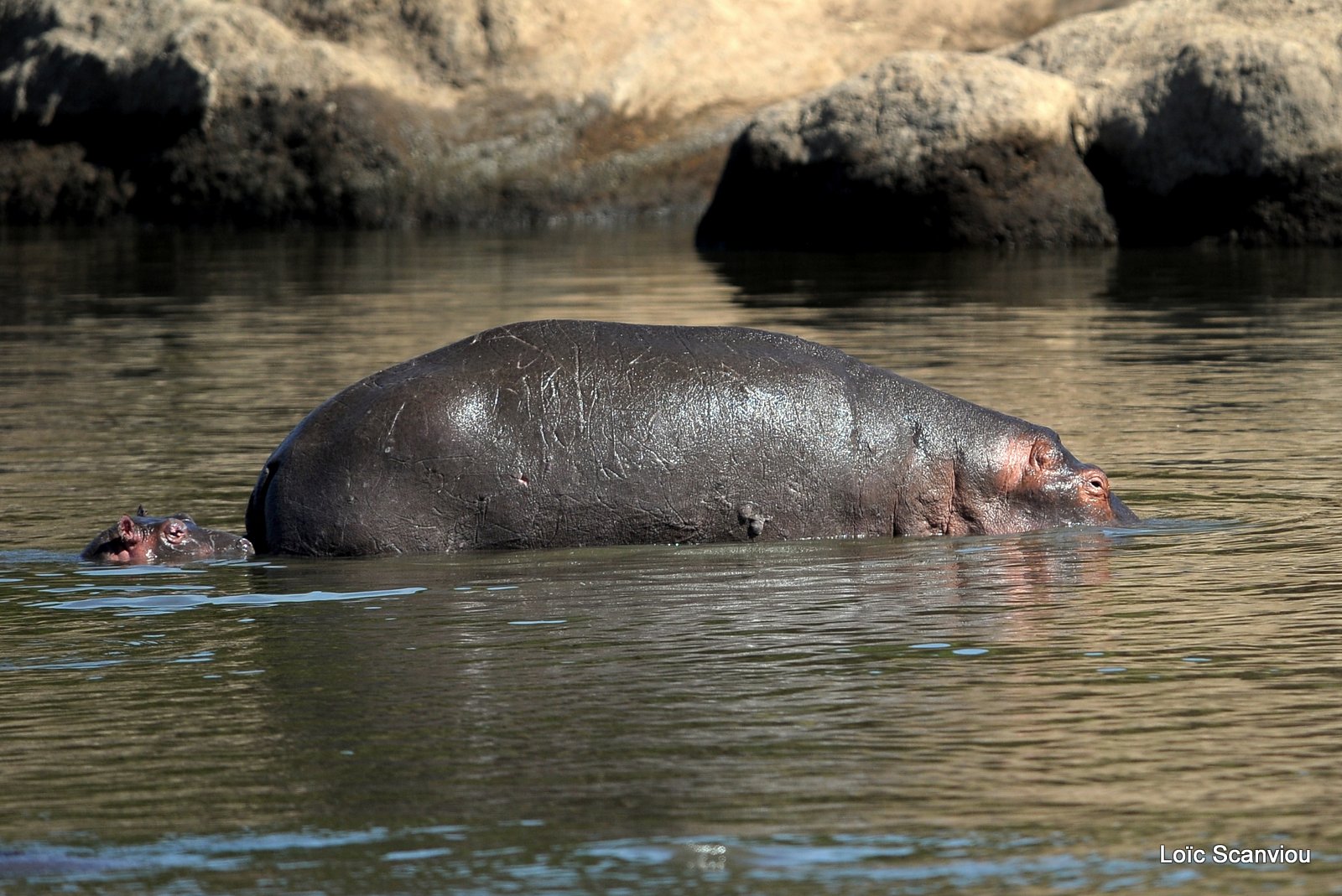 Hippopotame/Hippopotamus (4)
