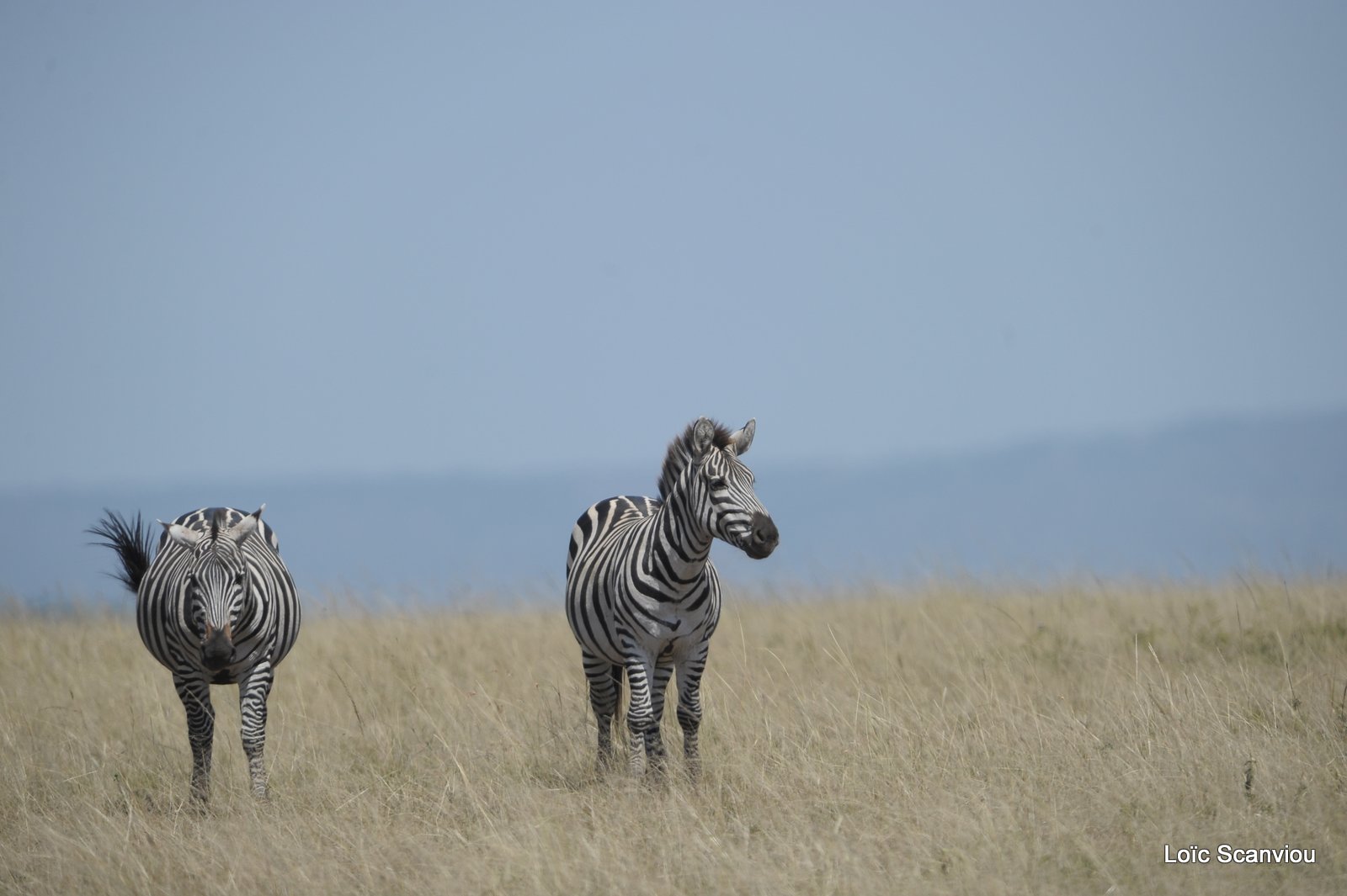 Zèbre/Zebra (1)
