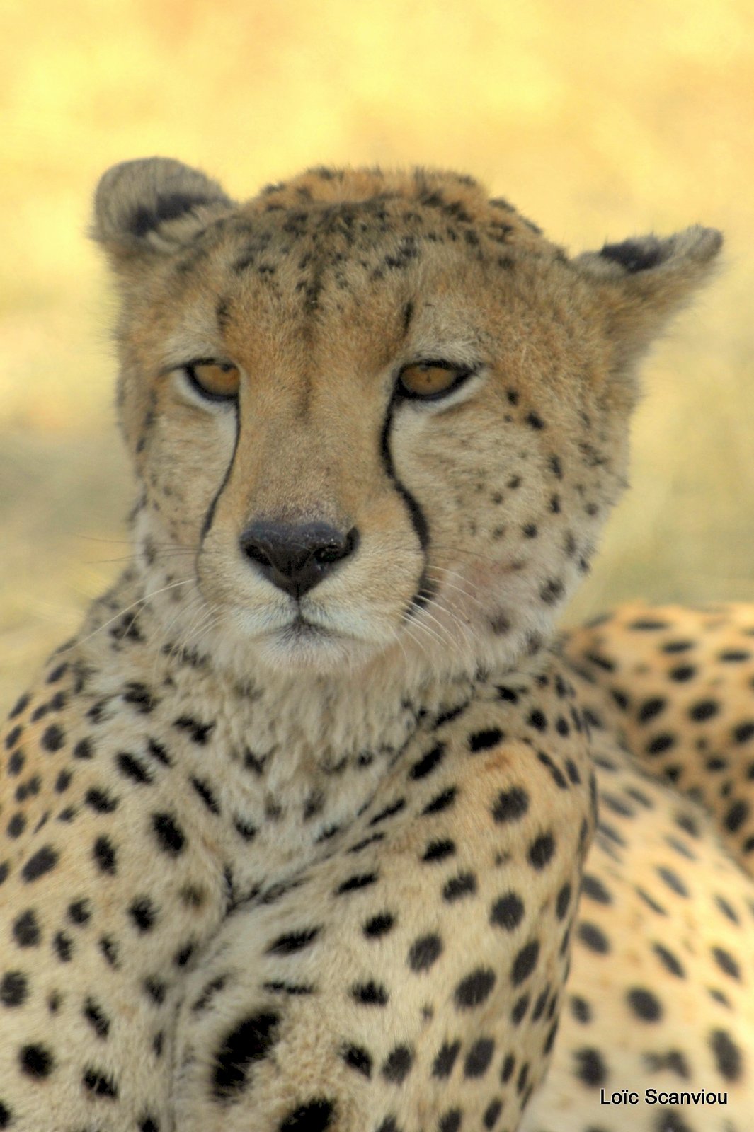 Guépard/Cheetah (1)