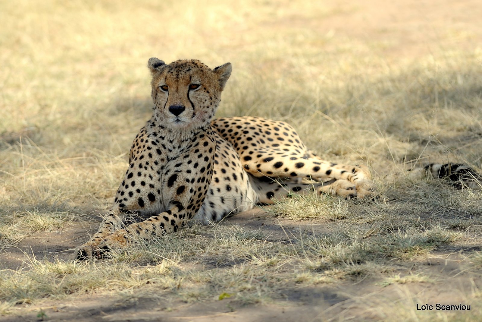 Guépard/Cheetah '2)