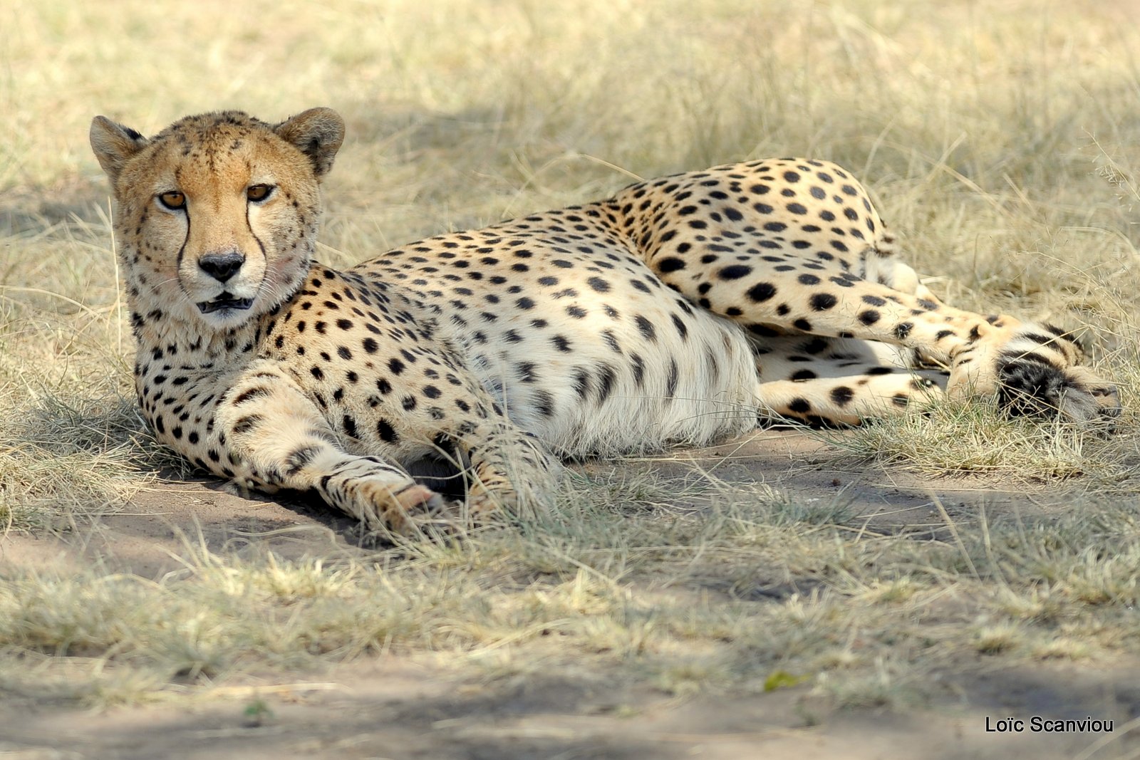 Guépard/Cheetah (3)