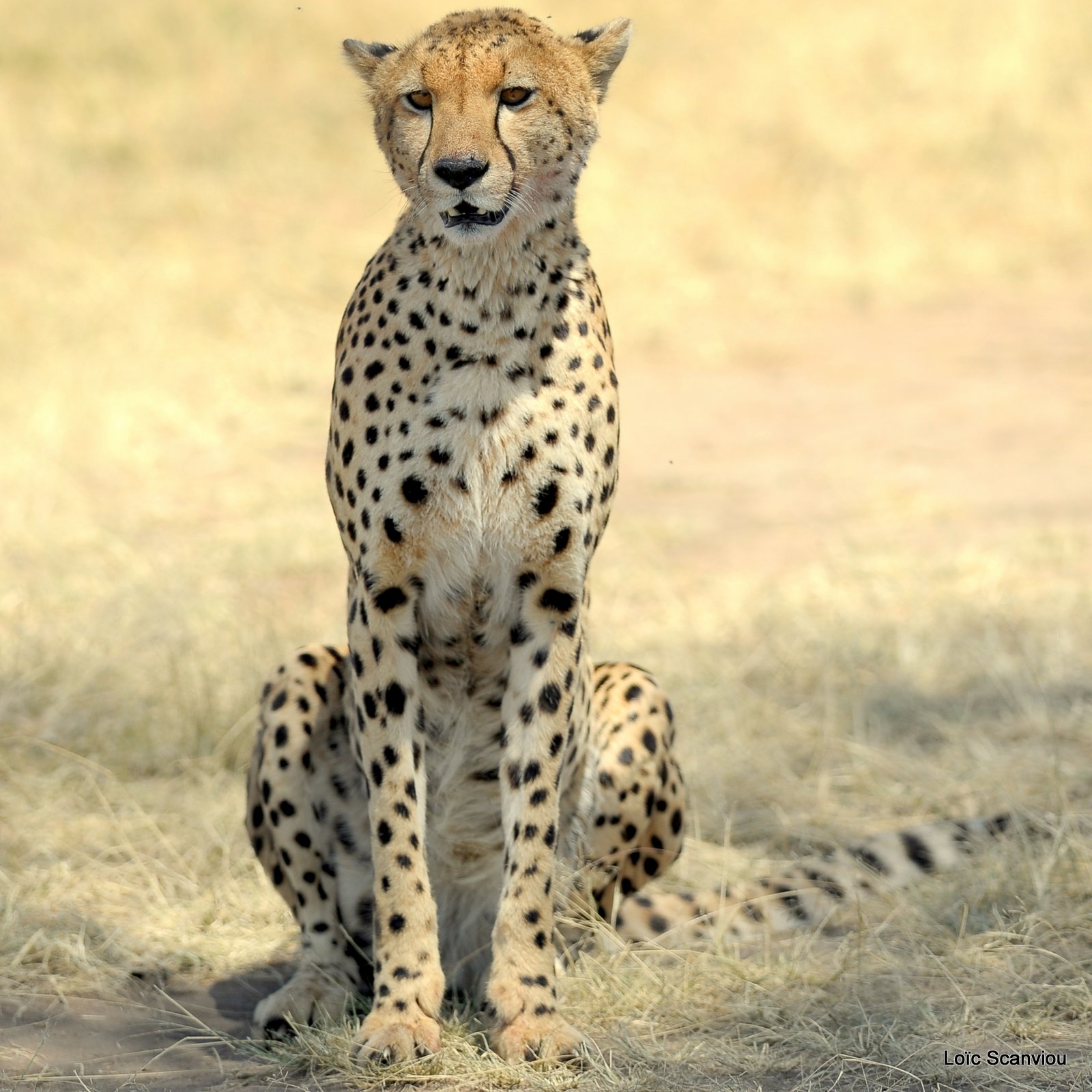 Guépard/Cheetah (4)