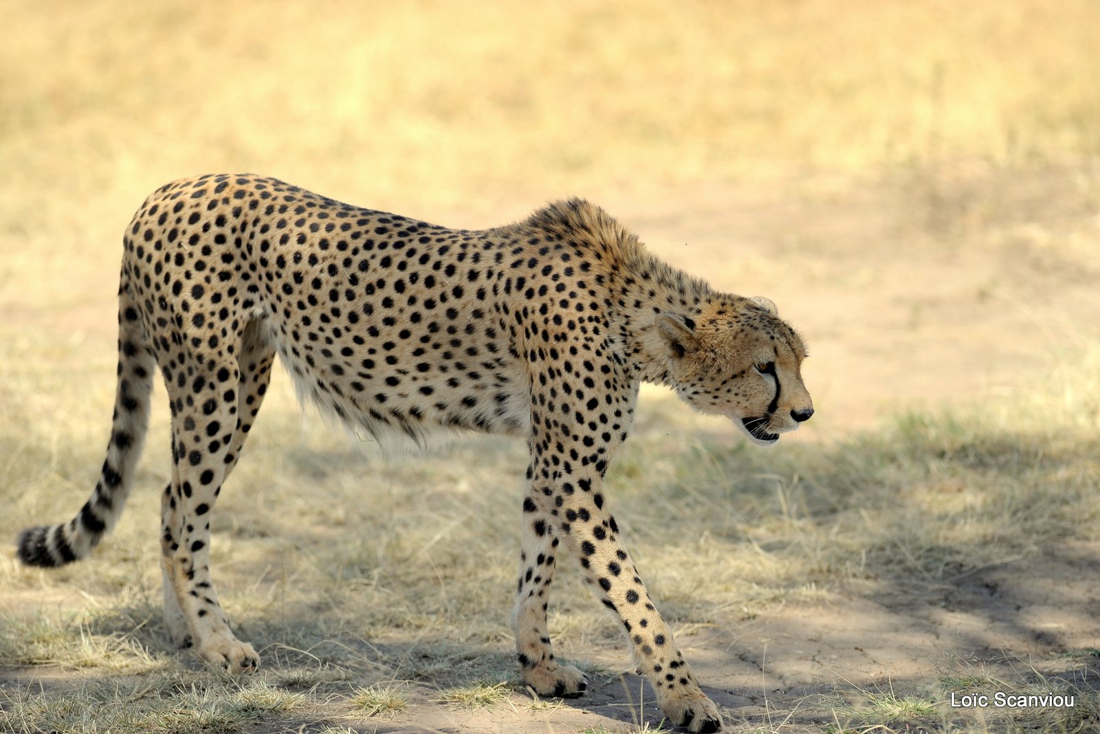 Guépard/Cheetah (5)