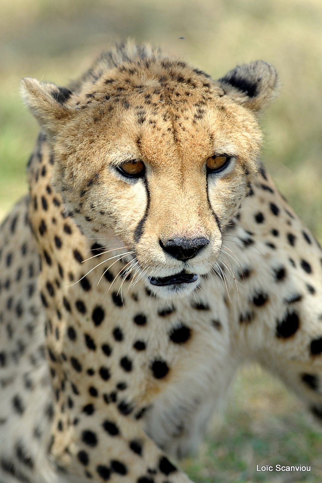 Guépard/Cheetah (6)
