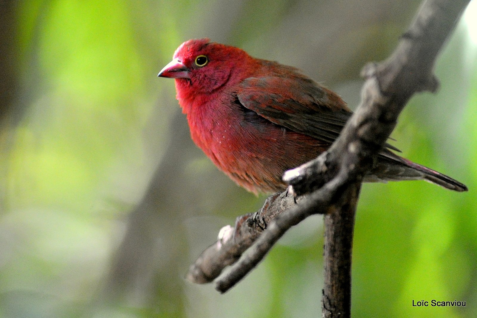 Amarante du Sénégal/Red-billed Firefinch (1)