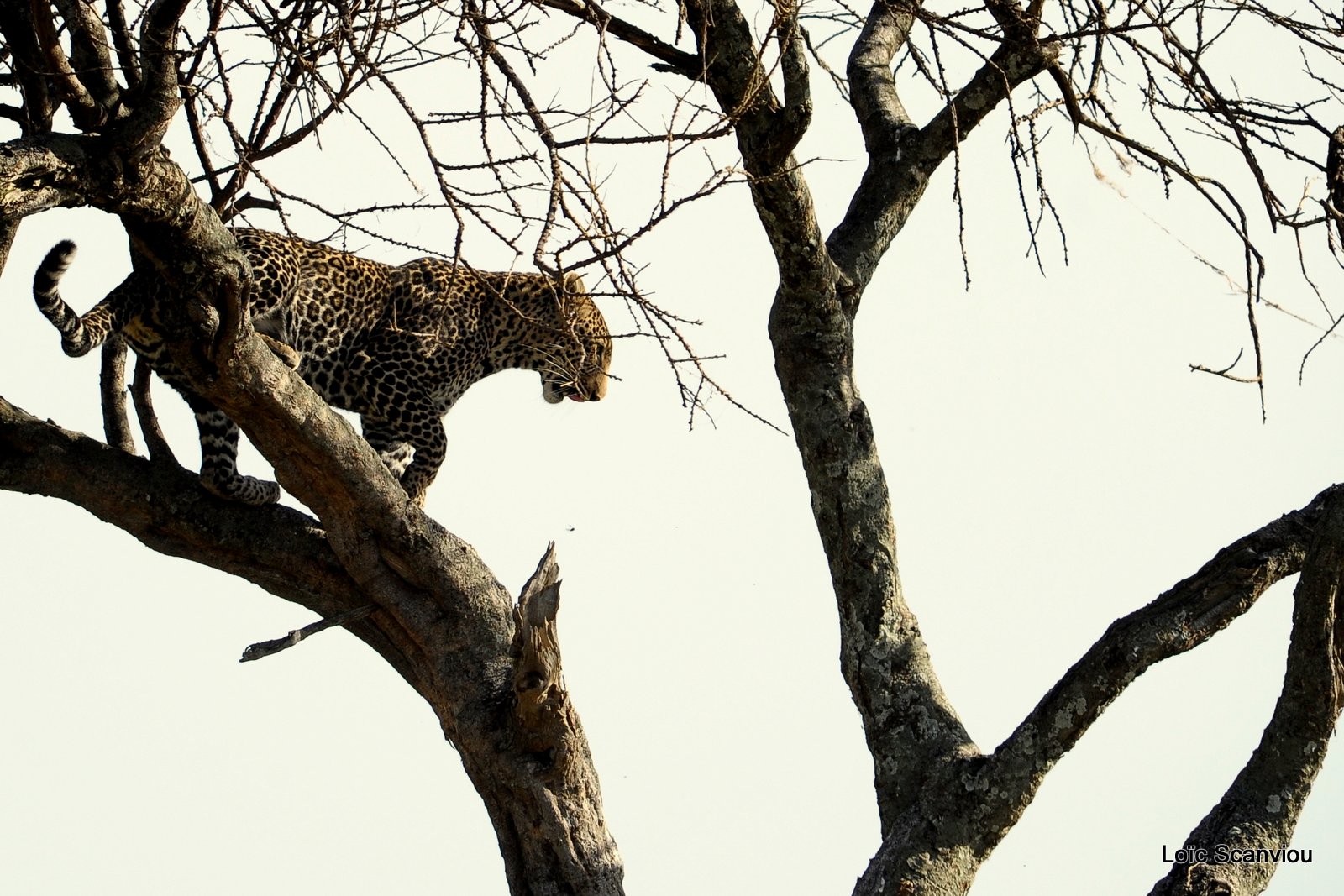 Léopard dans un arbre (1)