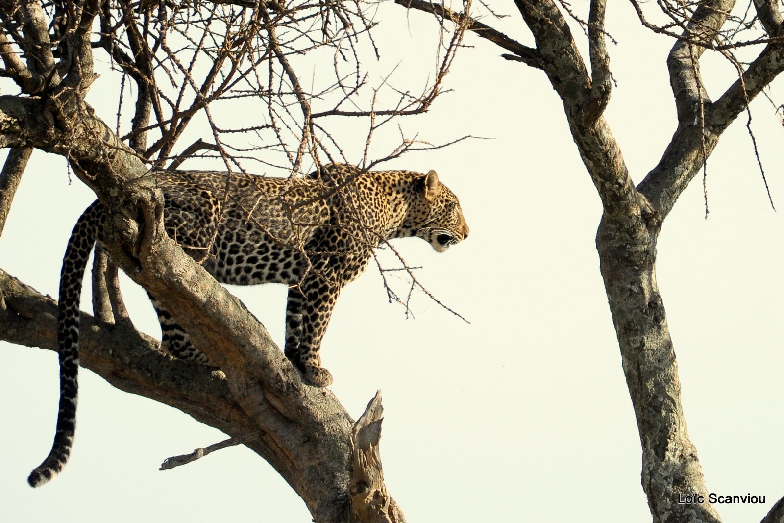 Léopard dans un arbre (2)