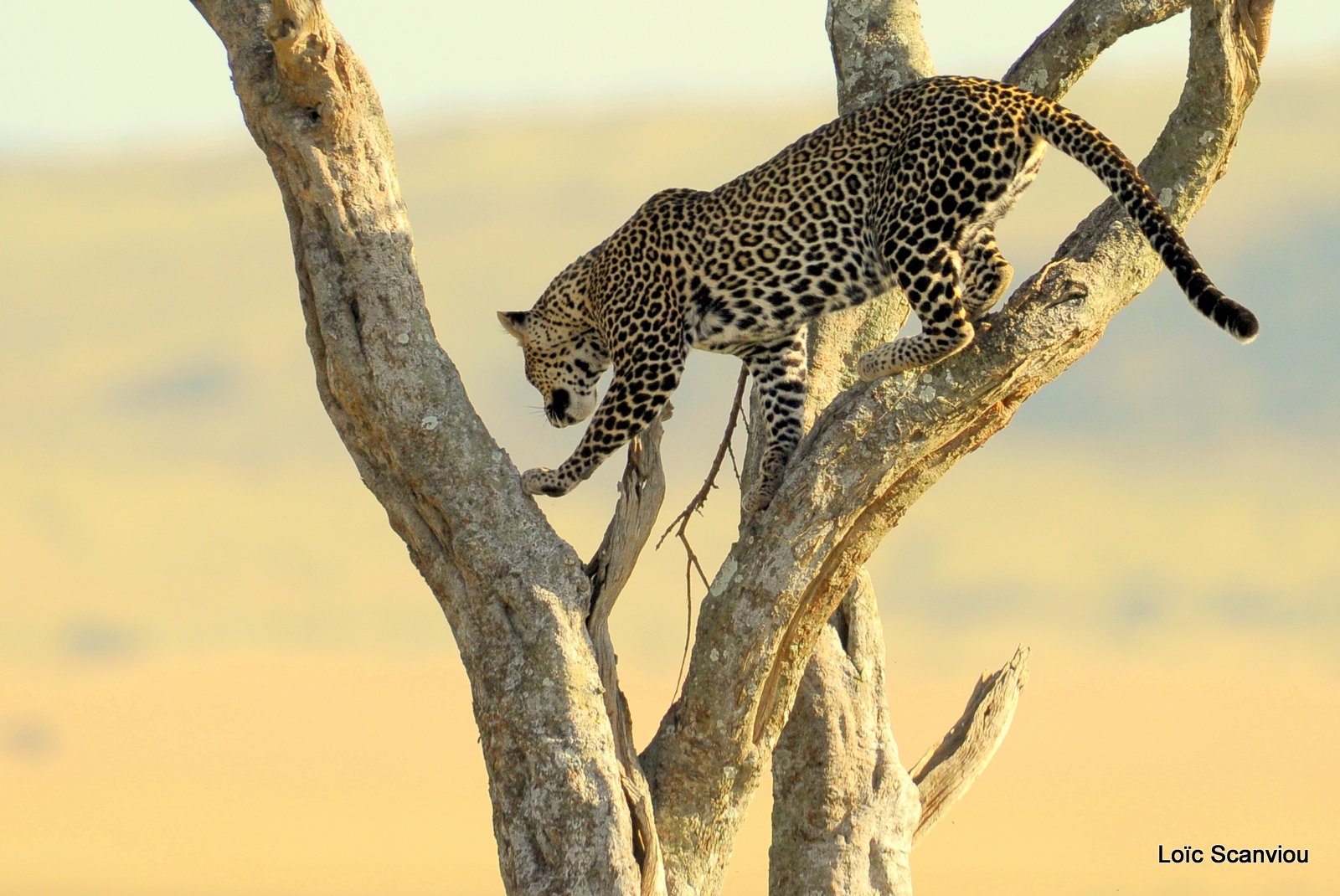 Léopard dans un arbre (3)