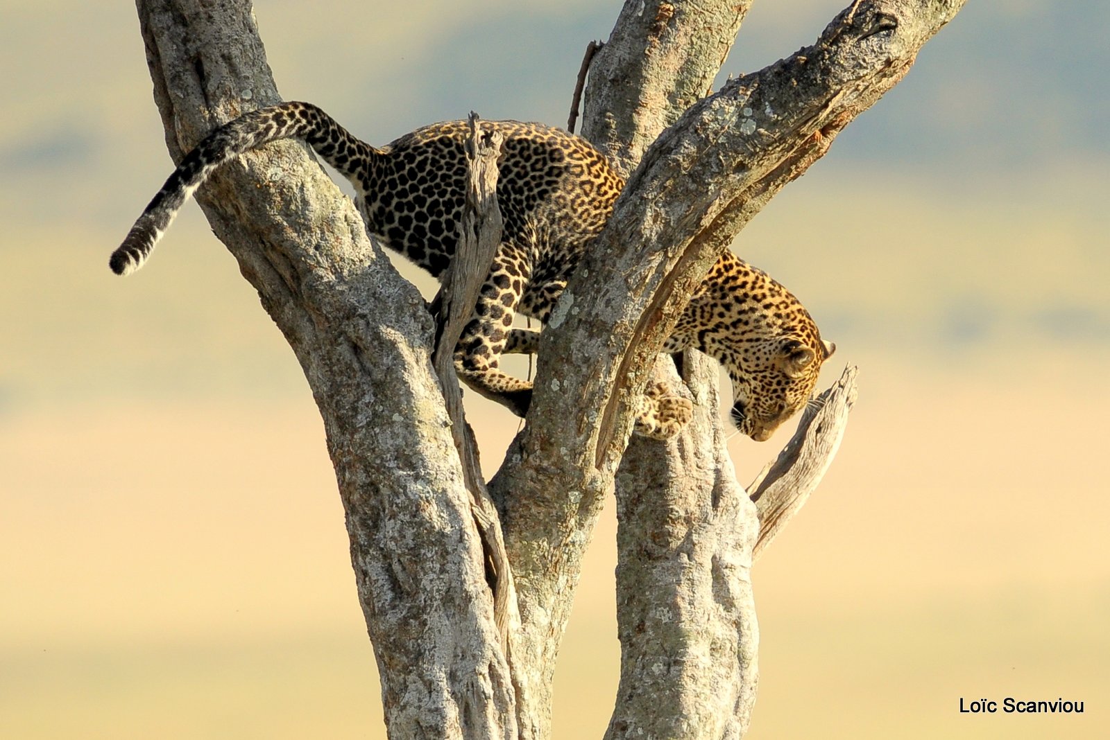 Léopard dans un arbre (4)