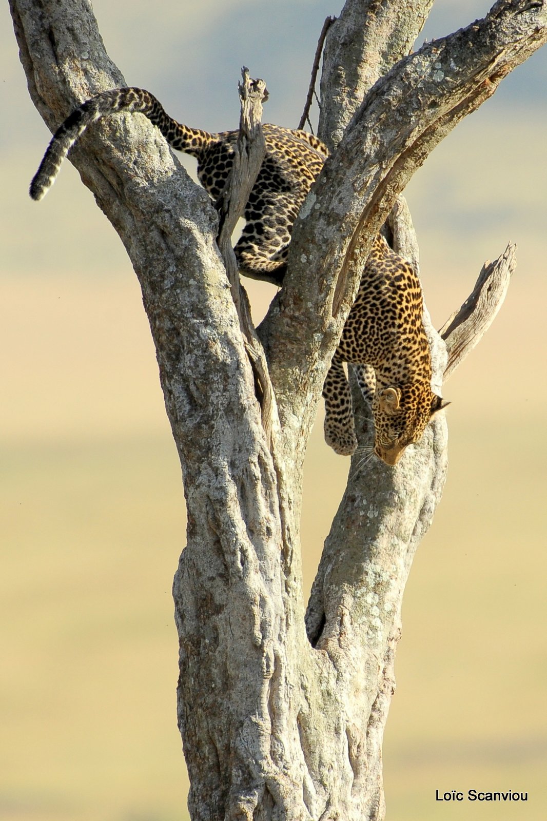 Léopard dans un arbre (5)