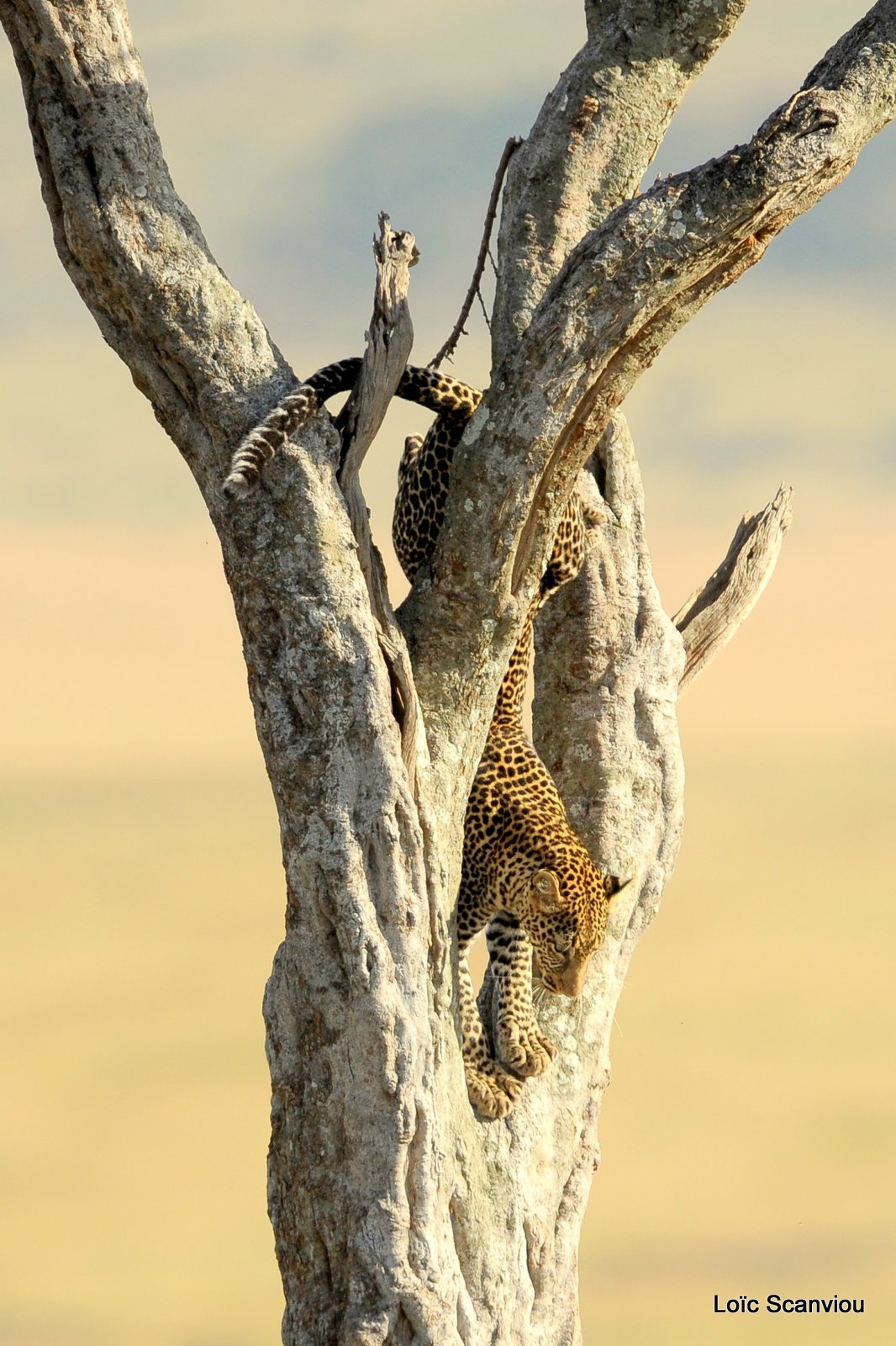 Léopard dans un arbre (6)