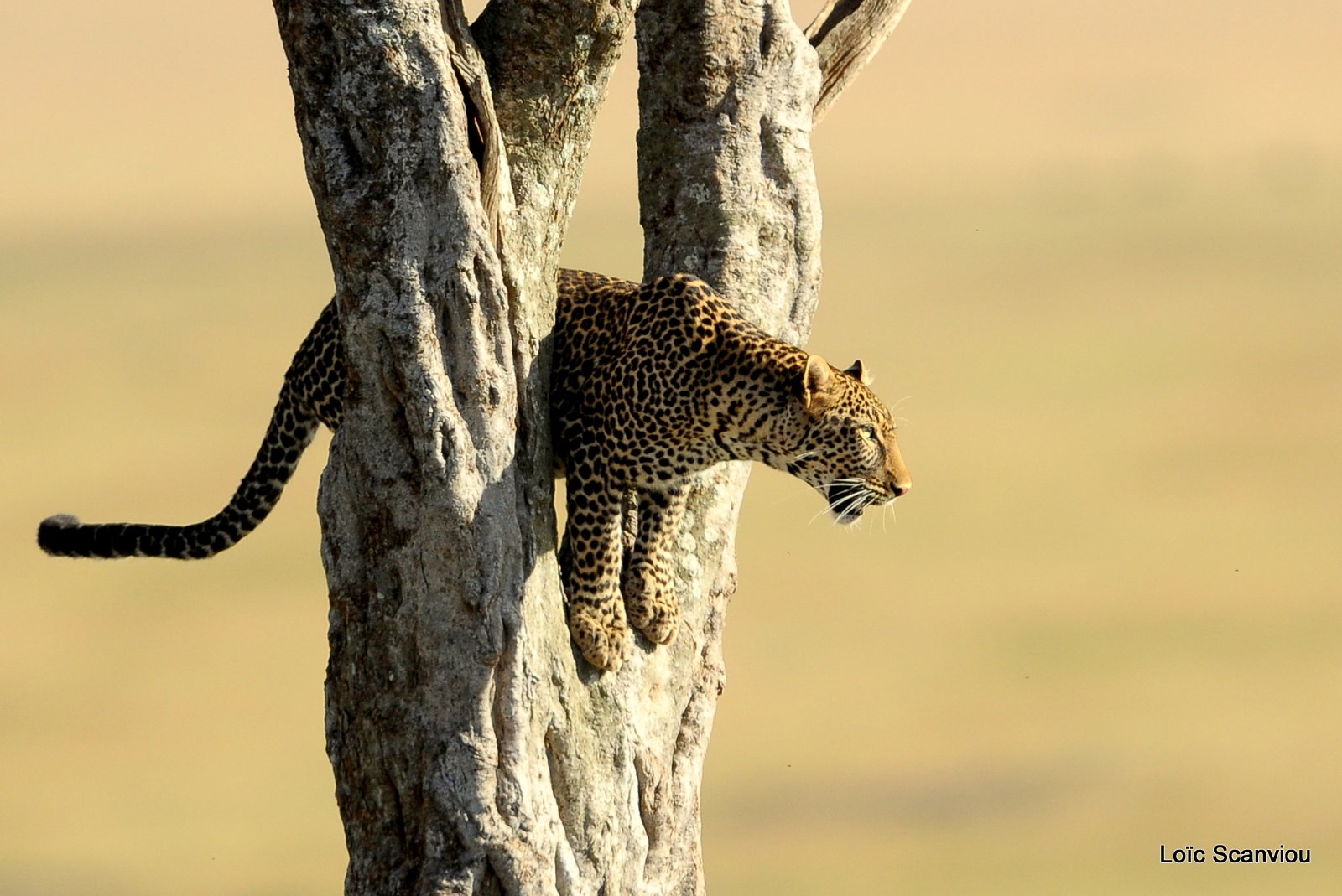 Léopard dans un arbre (7)