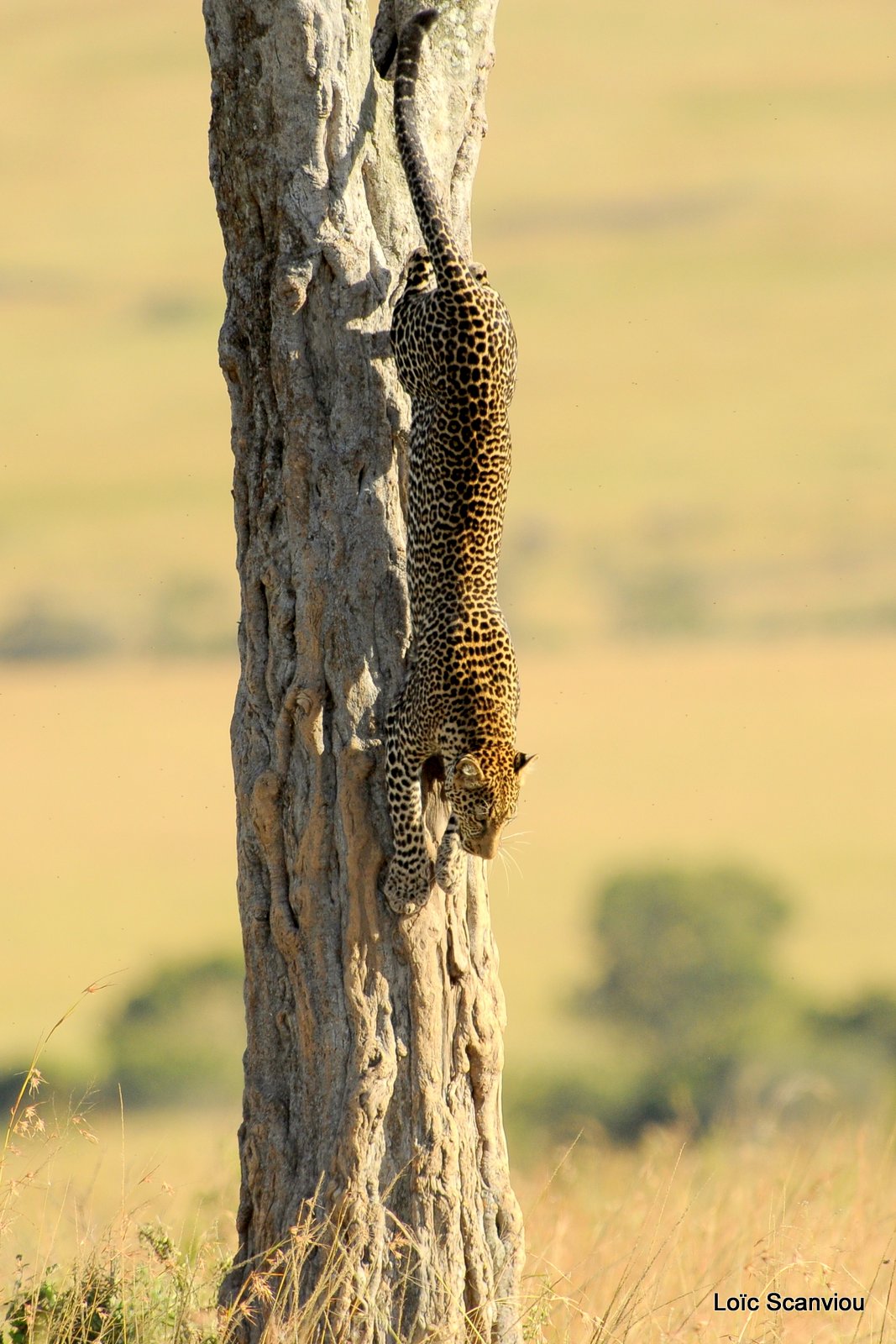 Léopard dans un arbre (8)