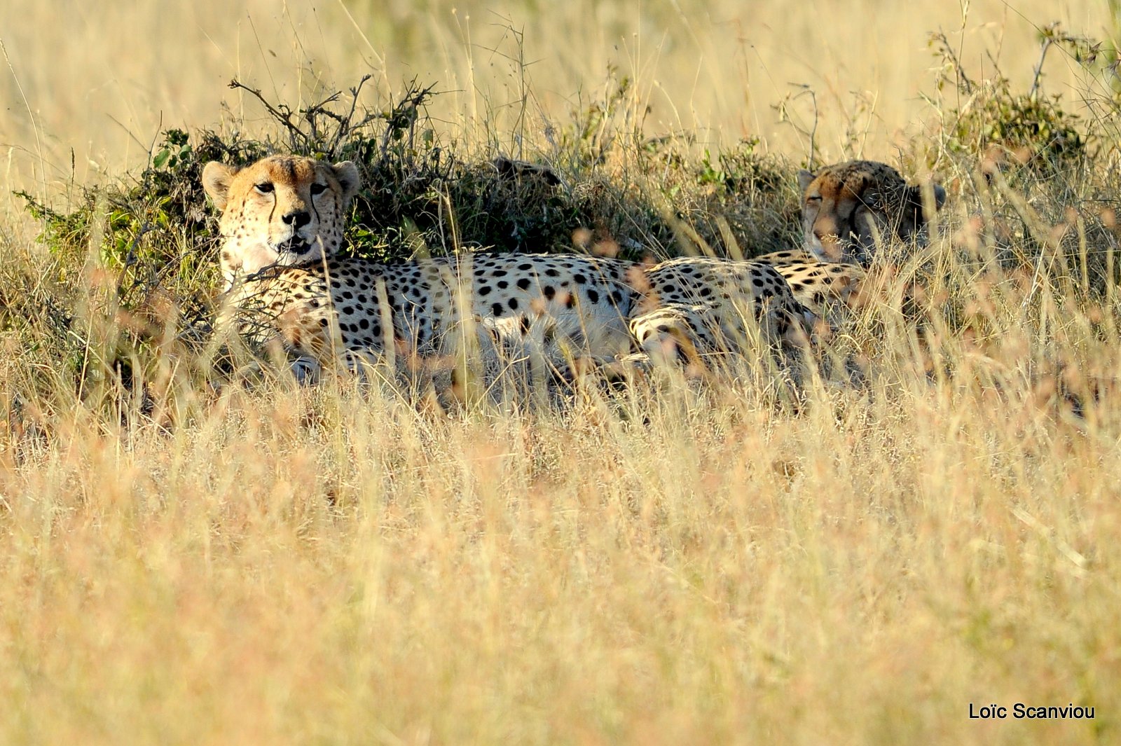 Guépard/Cheetah (7)