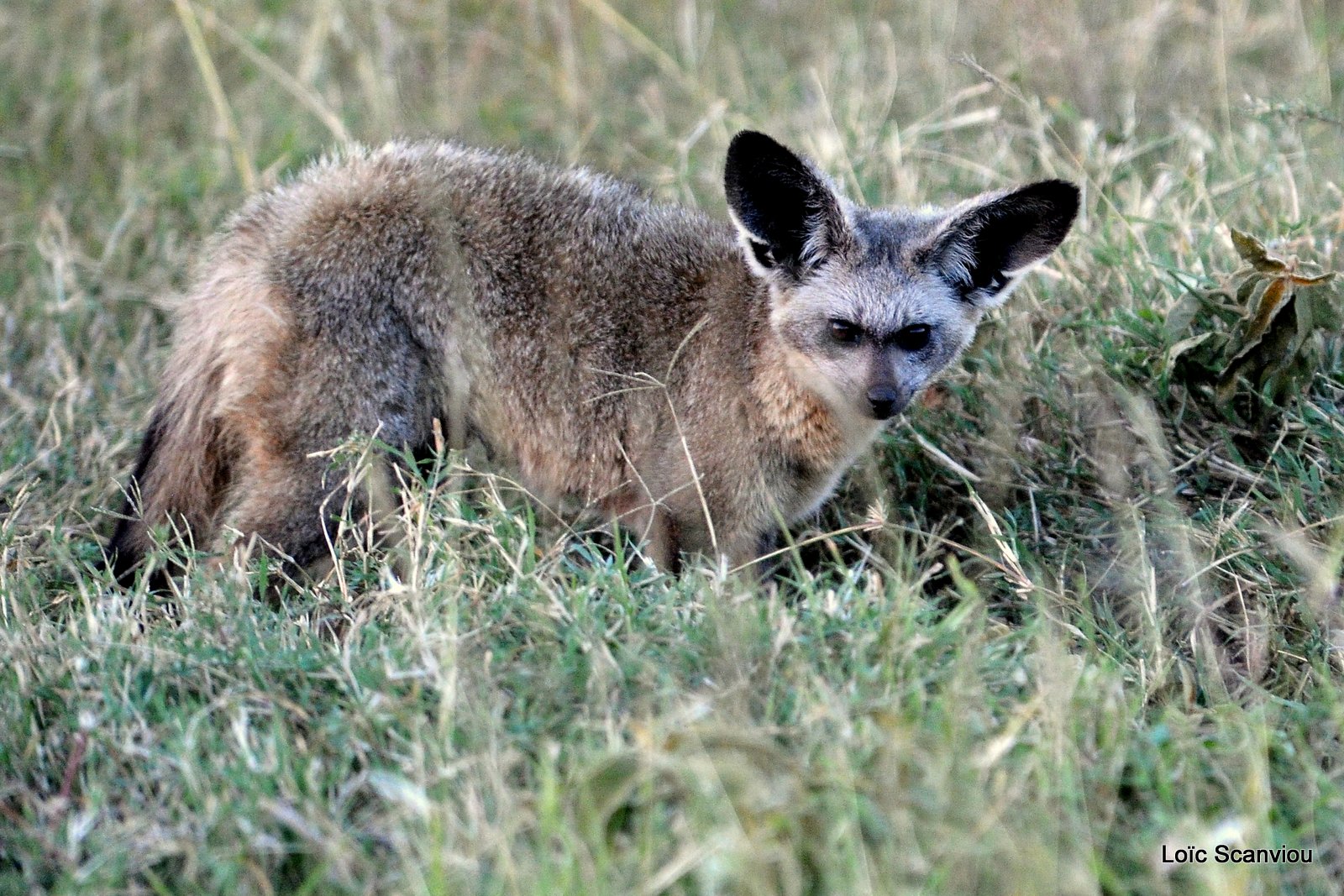 Otocyon/Bat-eared Fox (1)