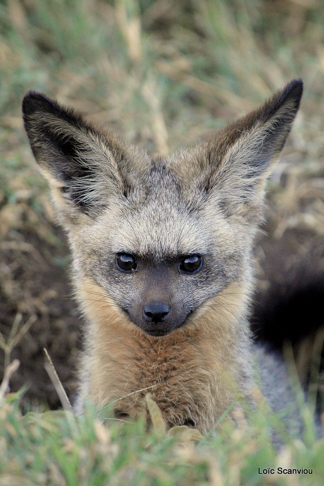 Otocyon/Bat-eared Fox (2)