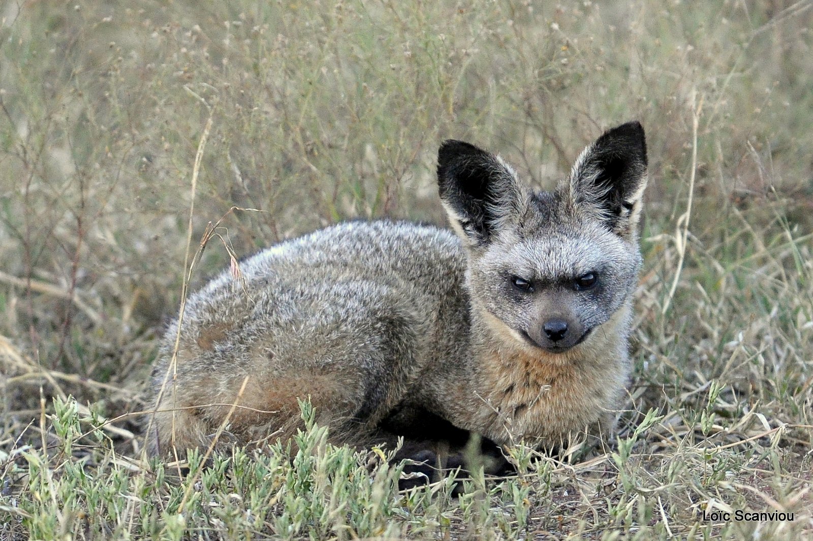 Otocyon/Bat-eared Fox (3)