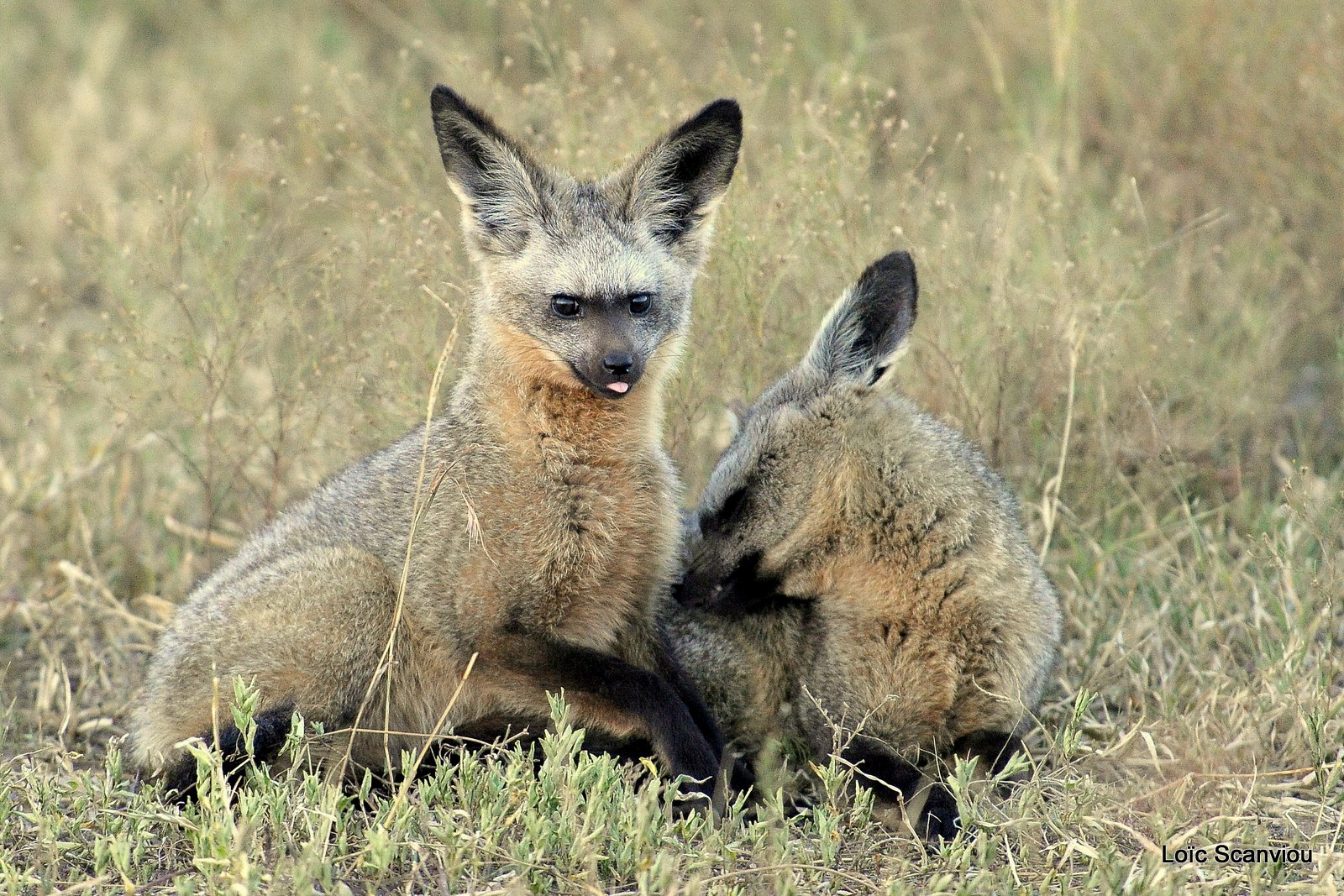Otocyon/Bat-eared Fox (4)