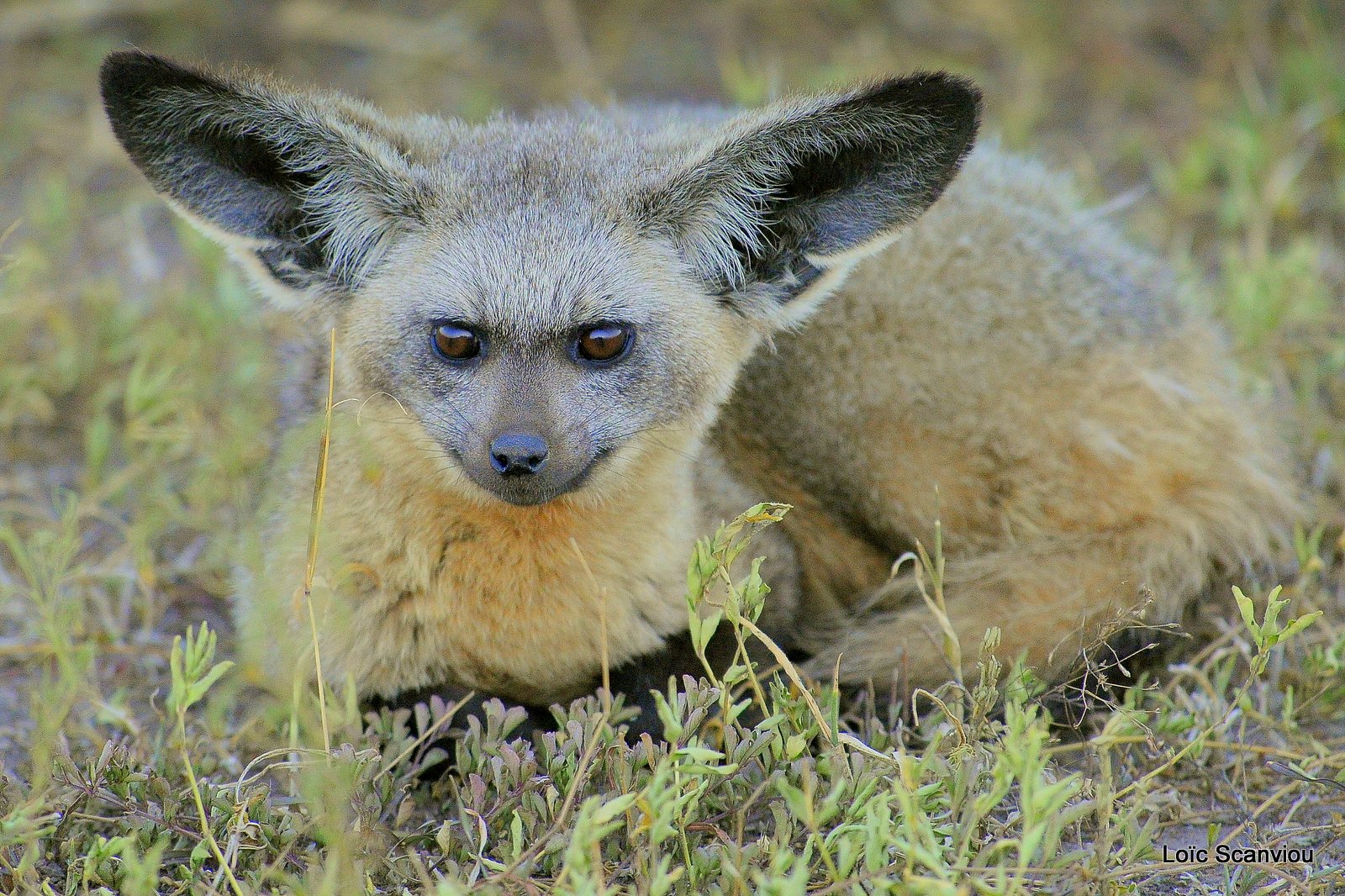 Otocyon/Bat-eared Fox (5)