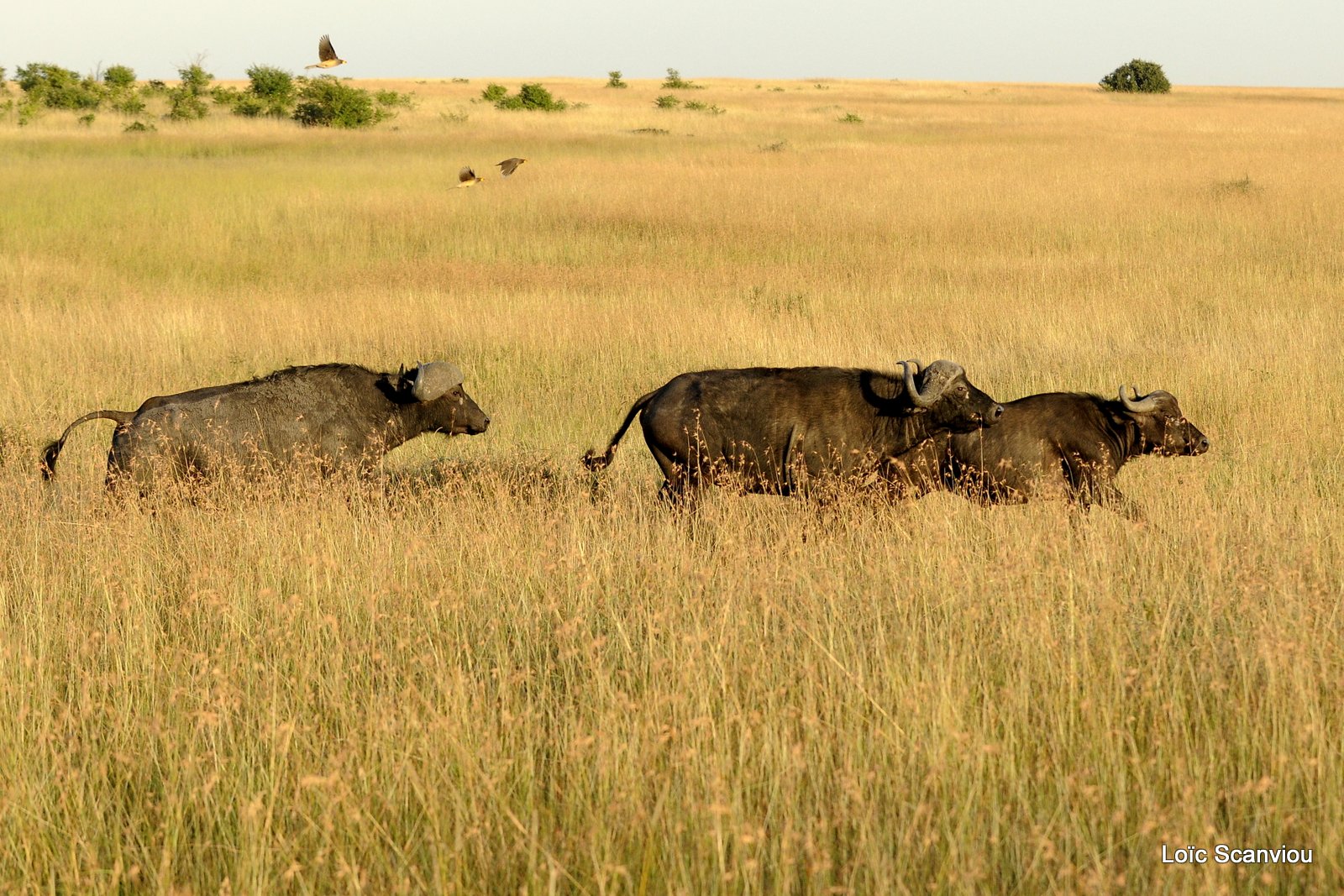 Buffle du Cap/Cape Buffalo( 6)