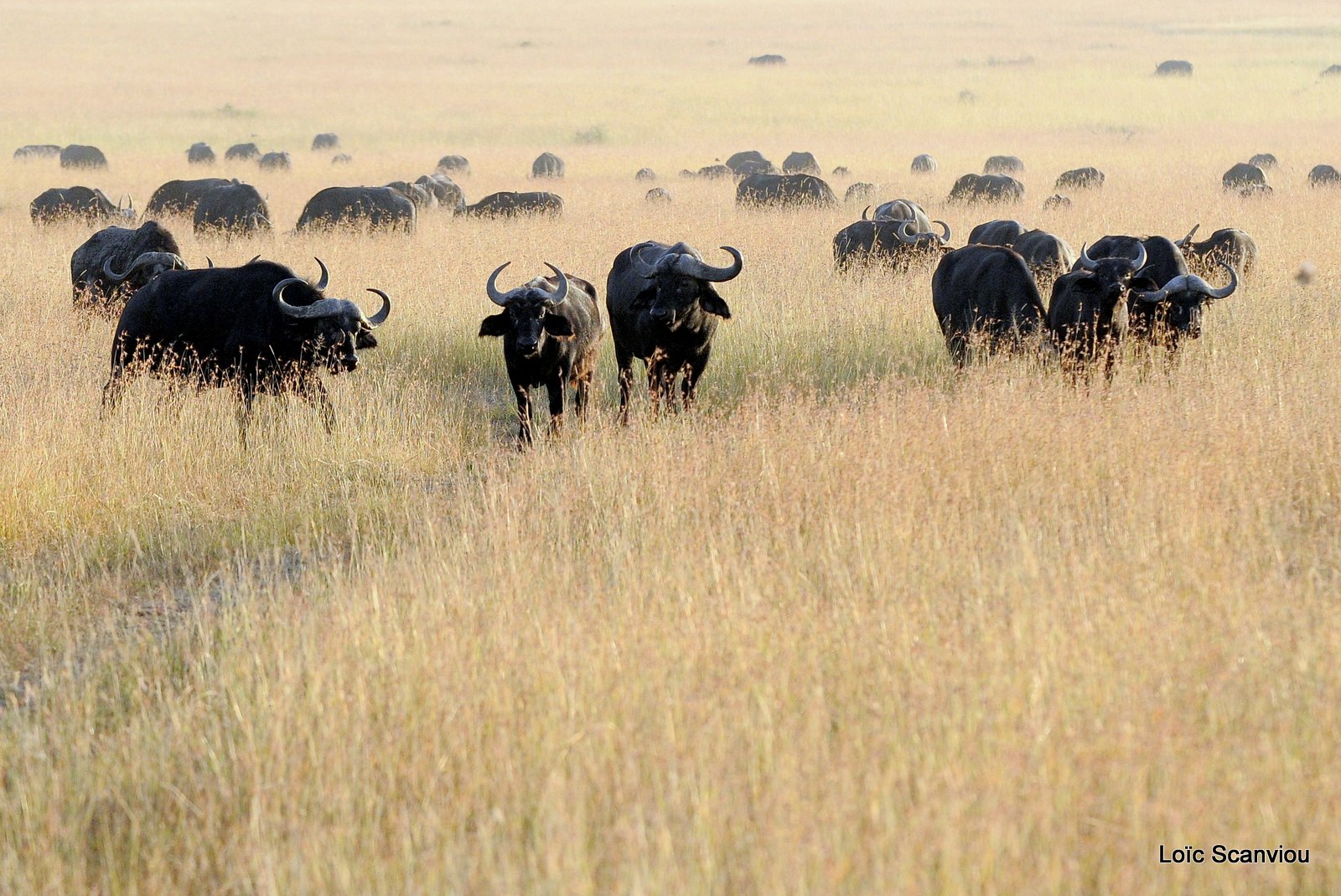 Buffle du Cap/Cape Buffalo (7)