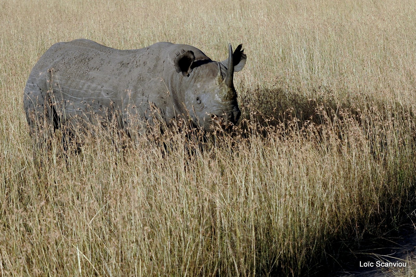 Rhinocéros noir/Black Rhino (2)