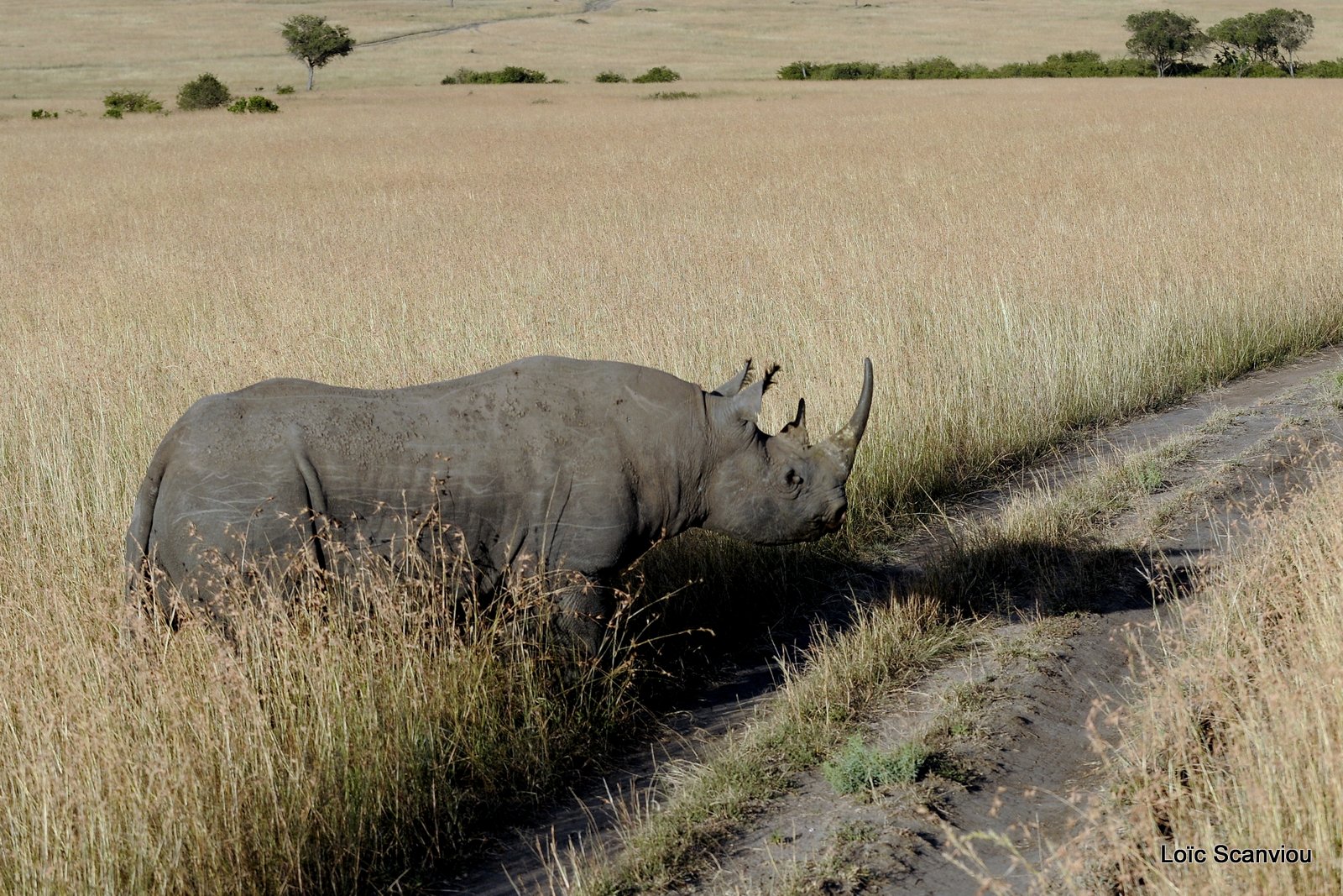 Rhinocéros noir/Black Rhino (3)