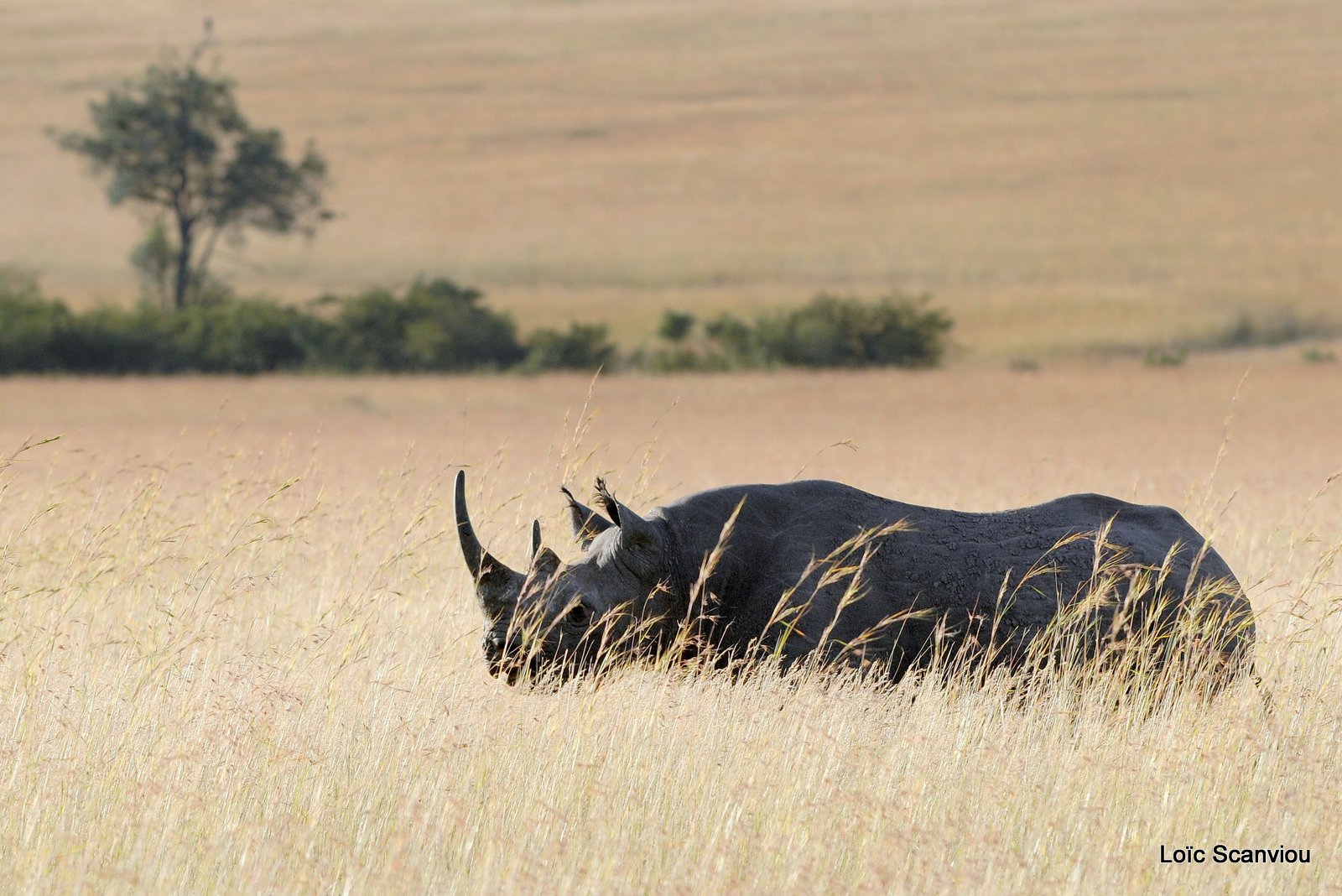 Rhinocéros noir/Black Rhino (4)
