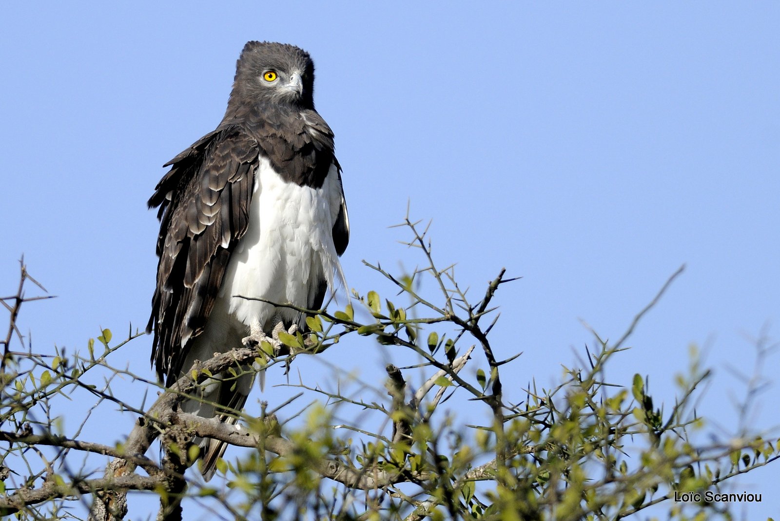 Circaète à poitrine noire/Black-chested Snake-Eagle (4)