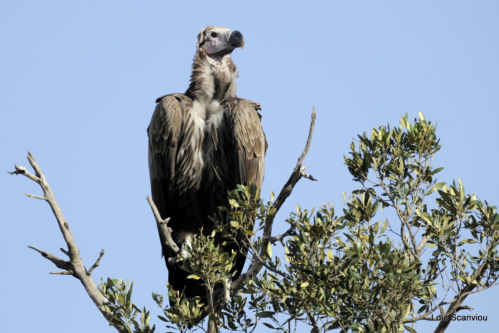 Vautour oricou/Lappet-faced Vulture (3)