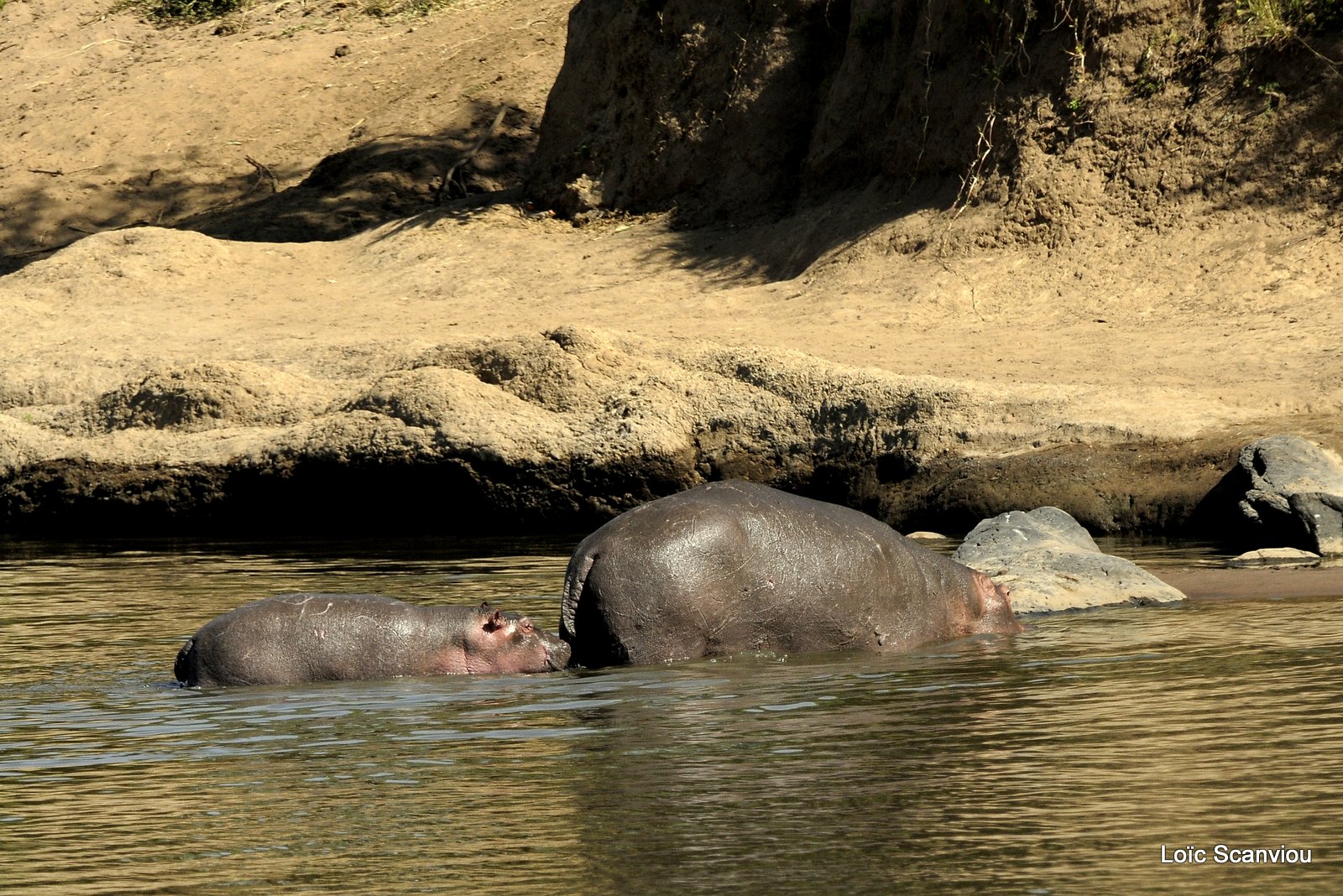 Hippopotame/Hippopotamus (5)