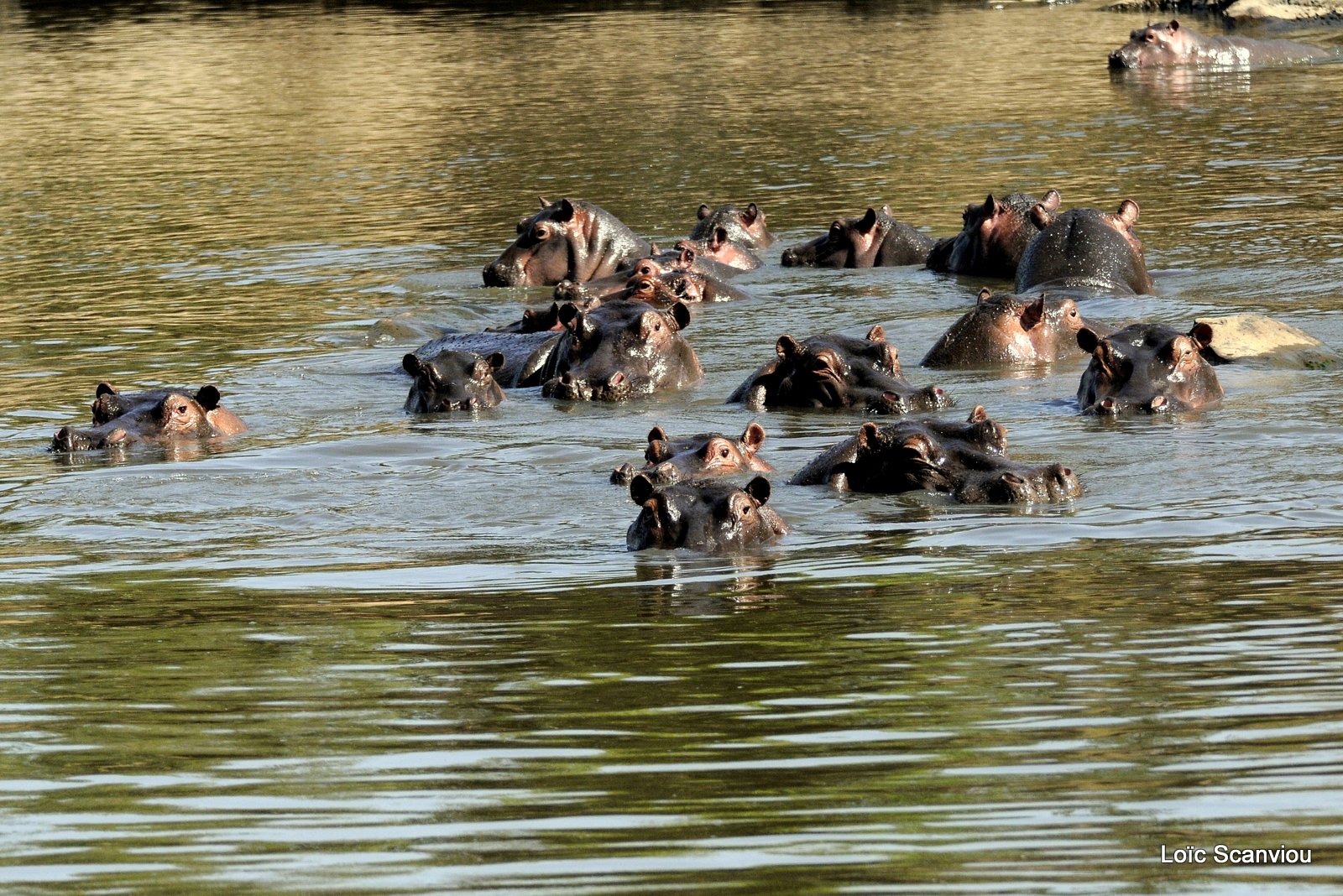 Hippopotame/Hippopotamus( 6)