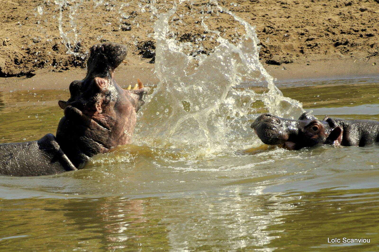 Hippopotame/Hippopotamus (7)