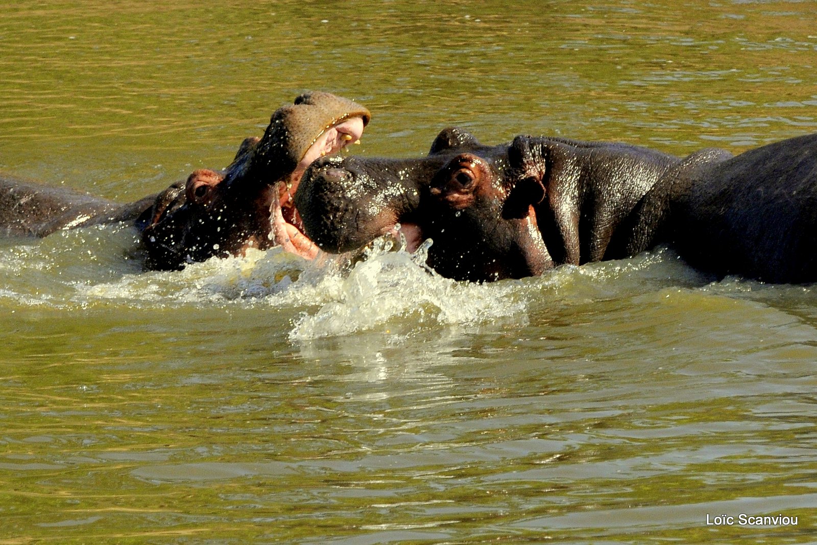 Hippopotame/Hippopotamus (8)
