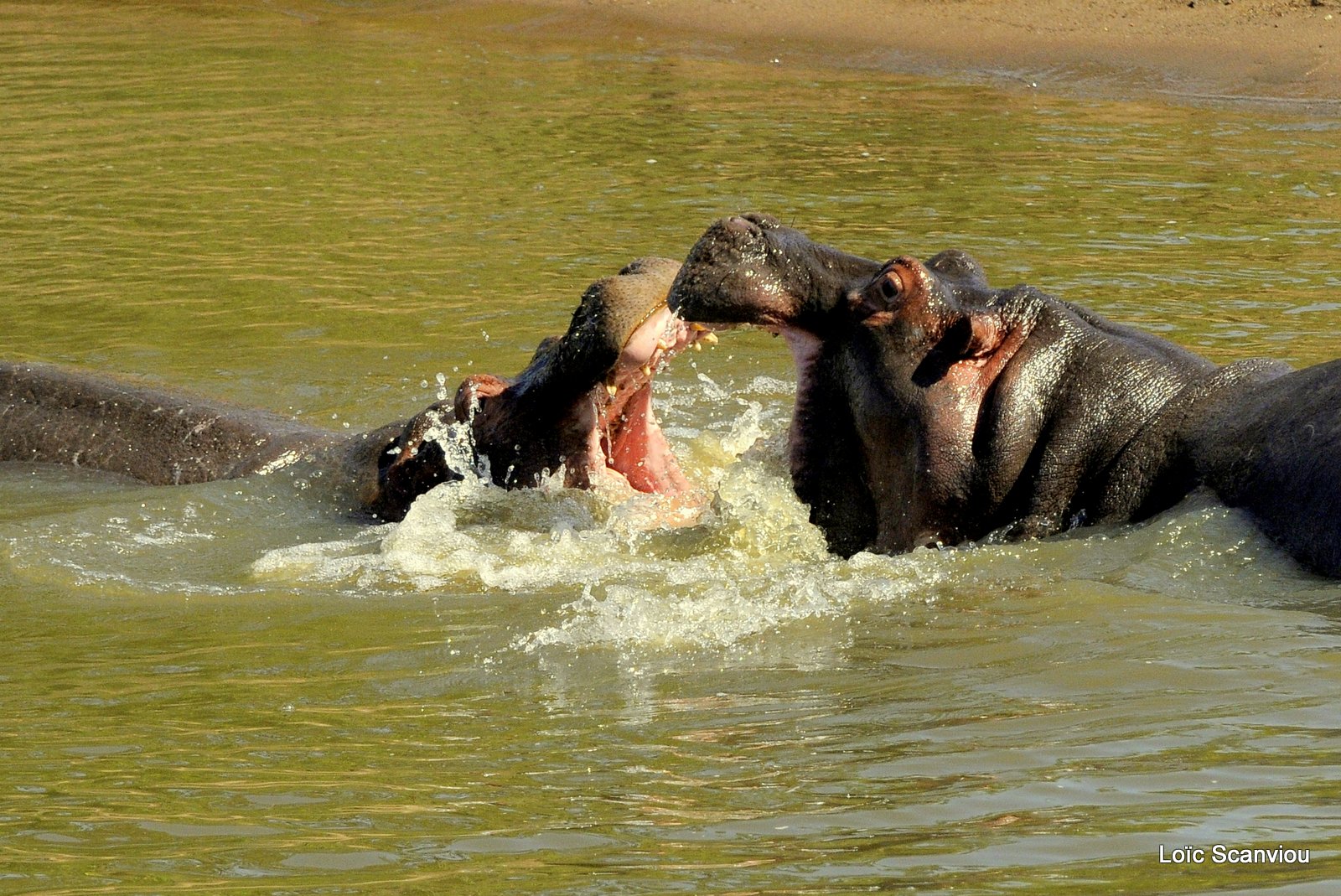 Hippopotame/Hippopotamus (9)