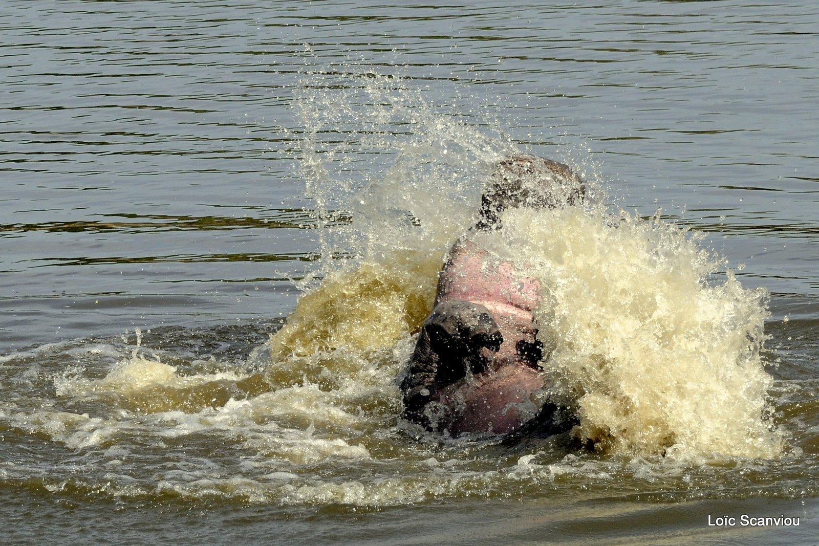 Hippopotame/Hippopotamus (10)